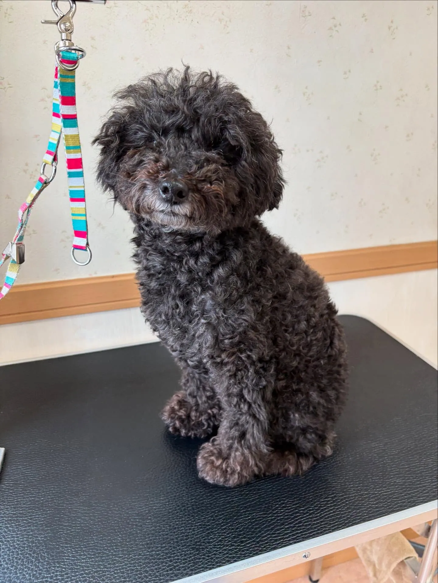 犬のトリミング✂️