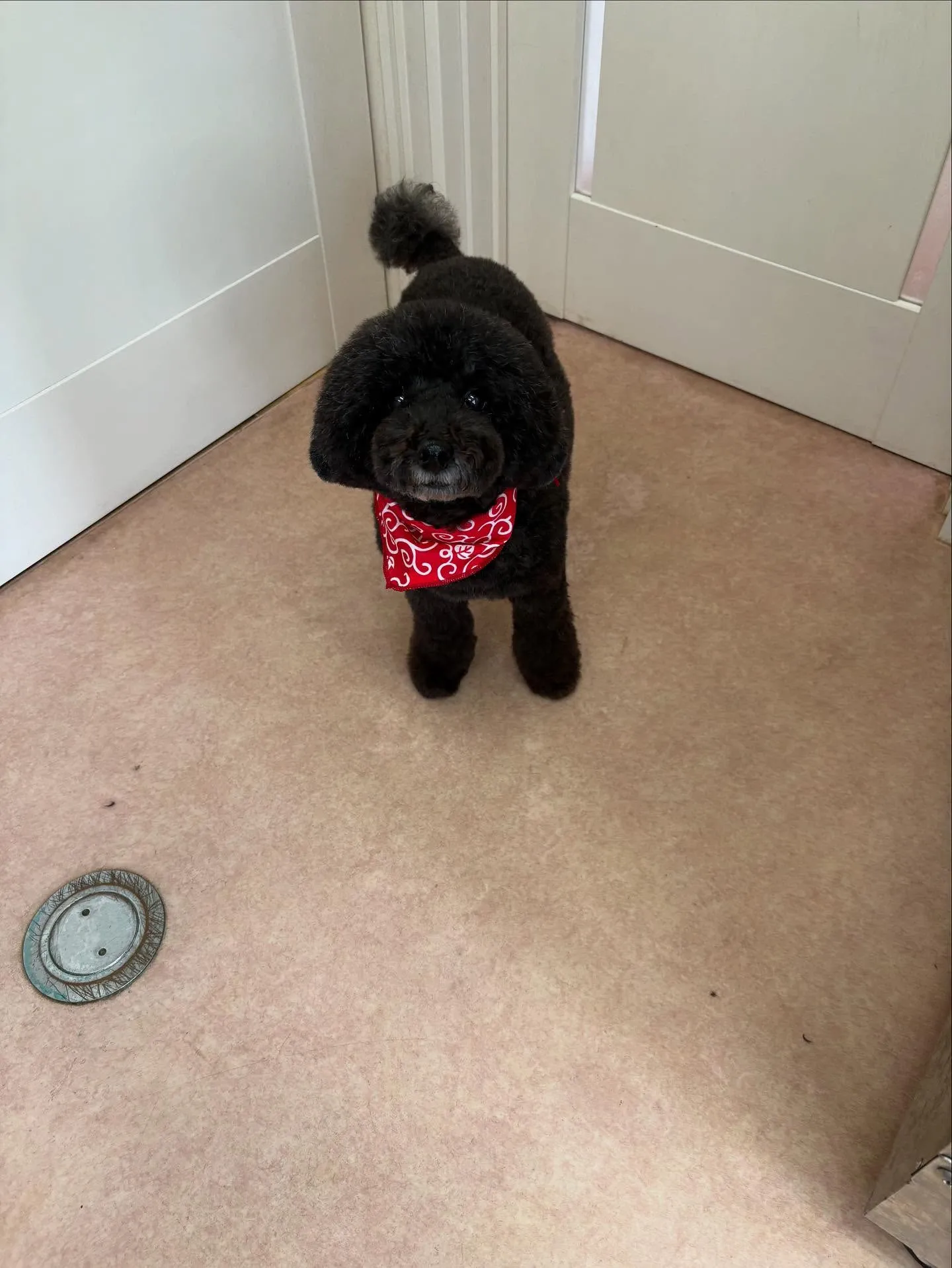 犬のトリミング✂️
