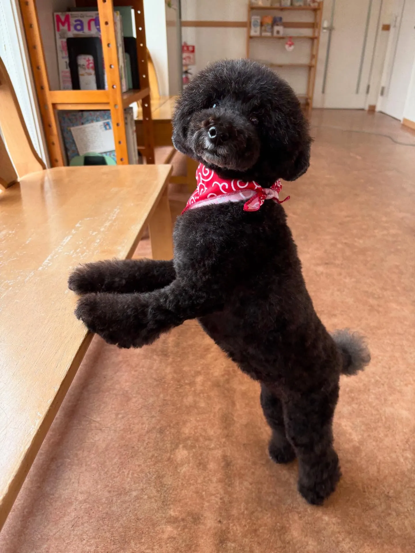 犬のトリミング✂️