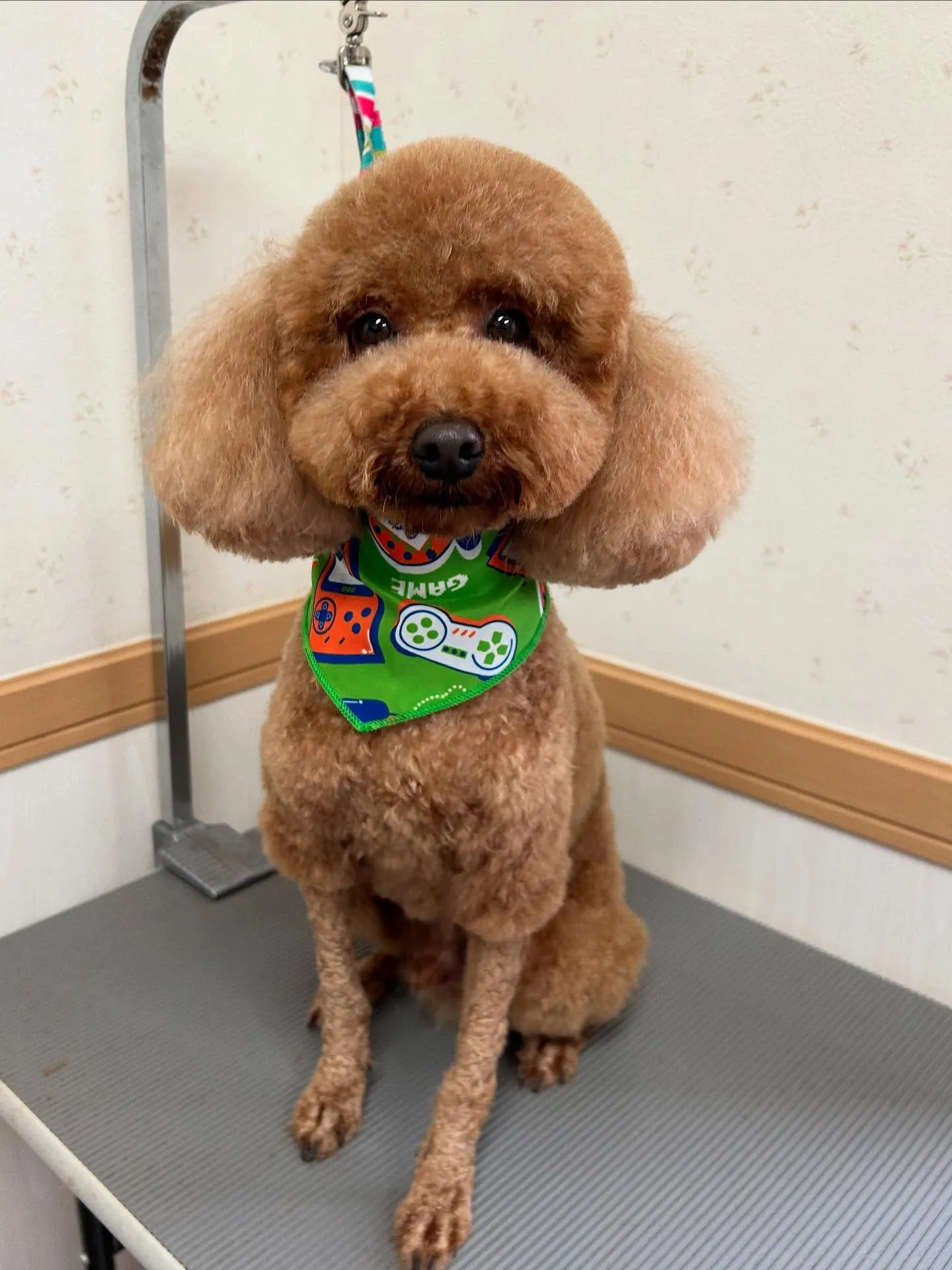犬のトリミング✂️
