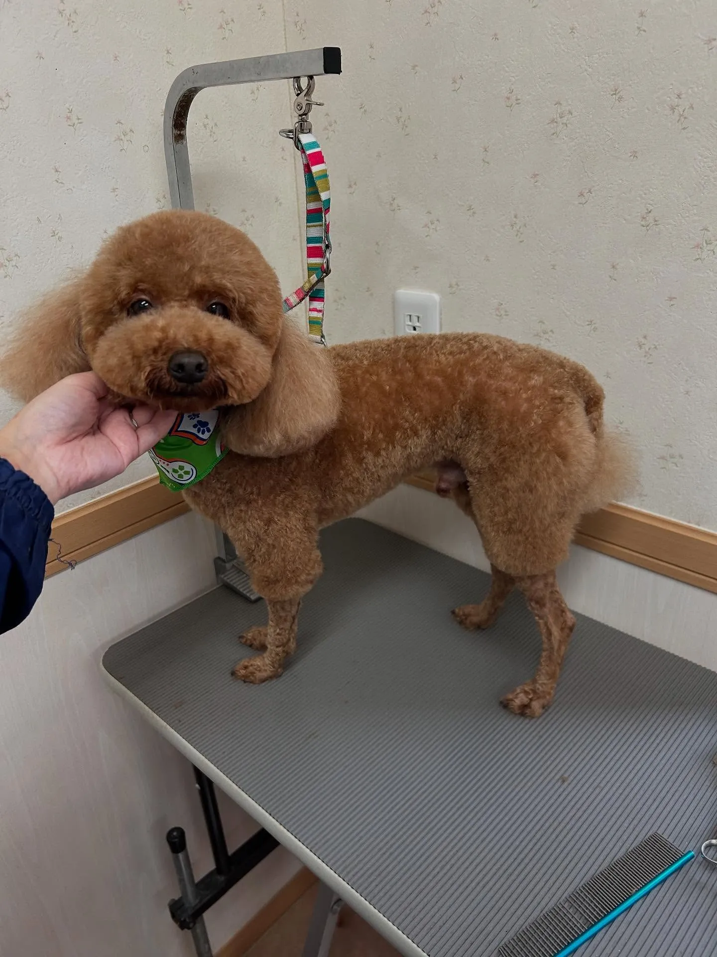 犬のトリミング✂️