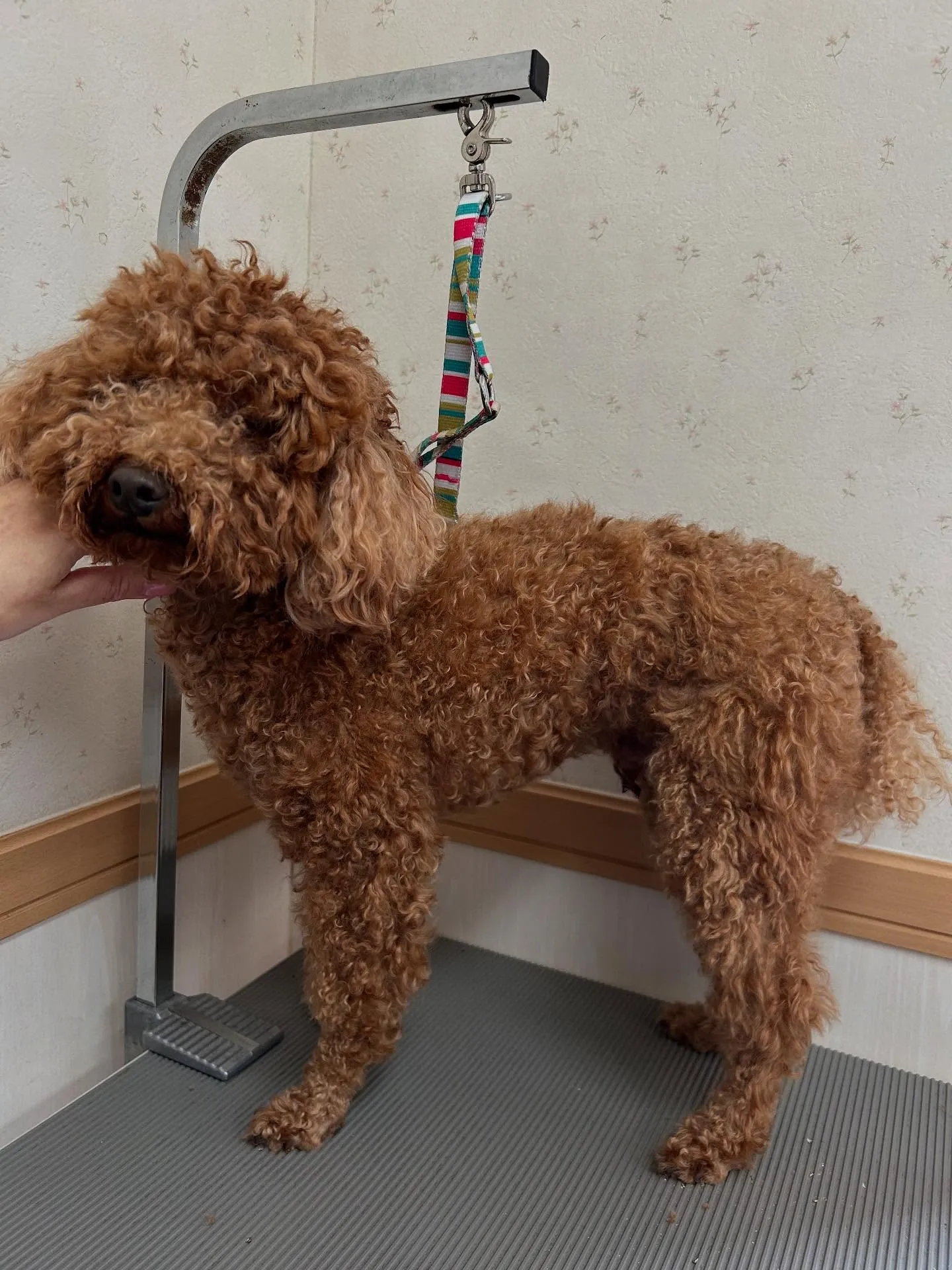 犬のトリミング✂️