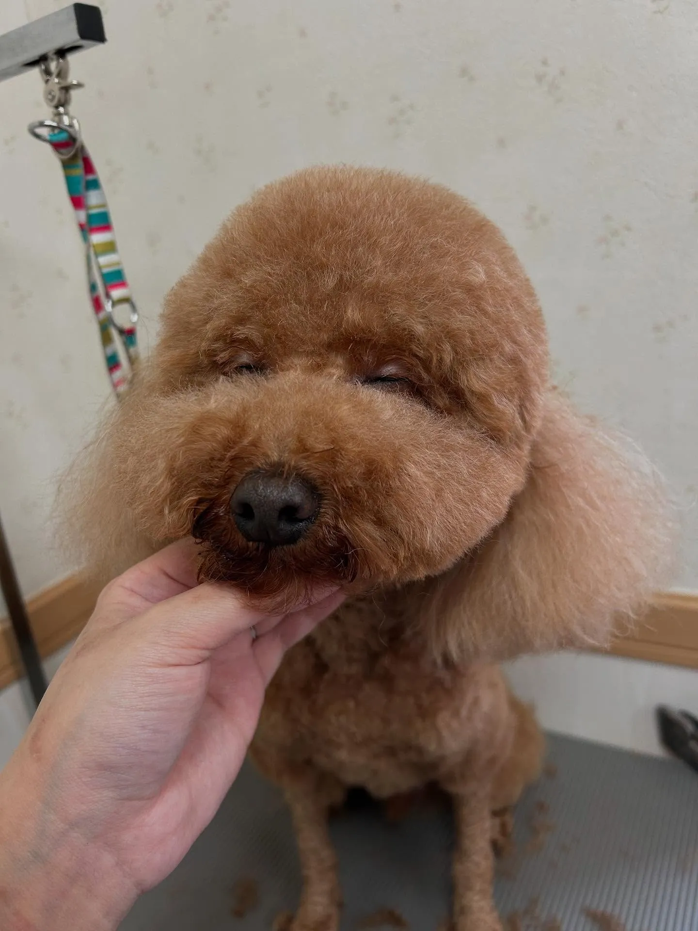 犬のトリミング✂️