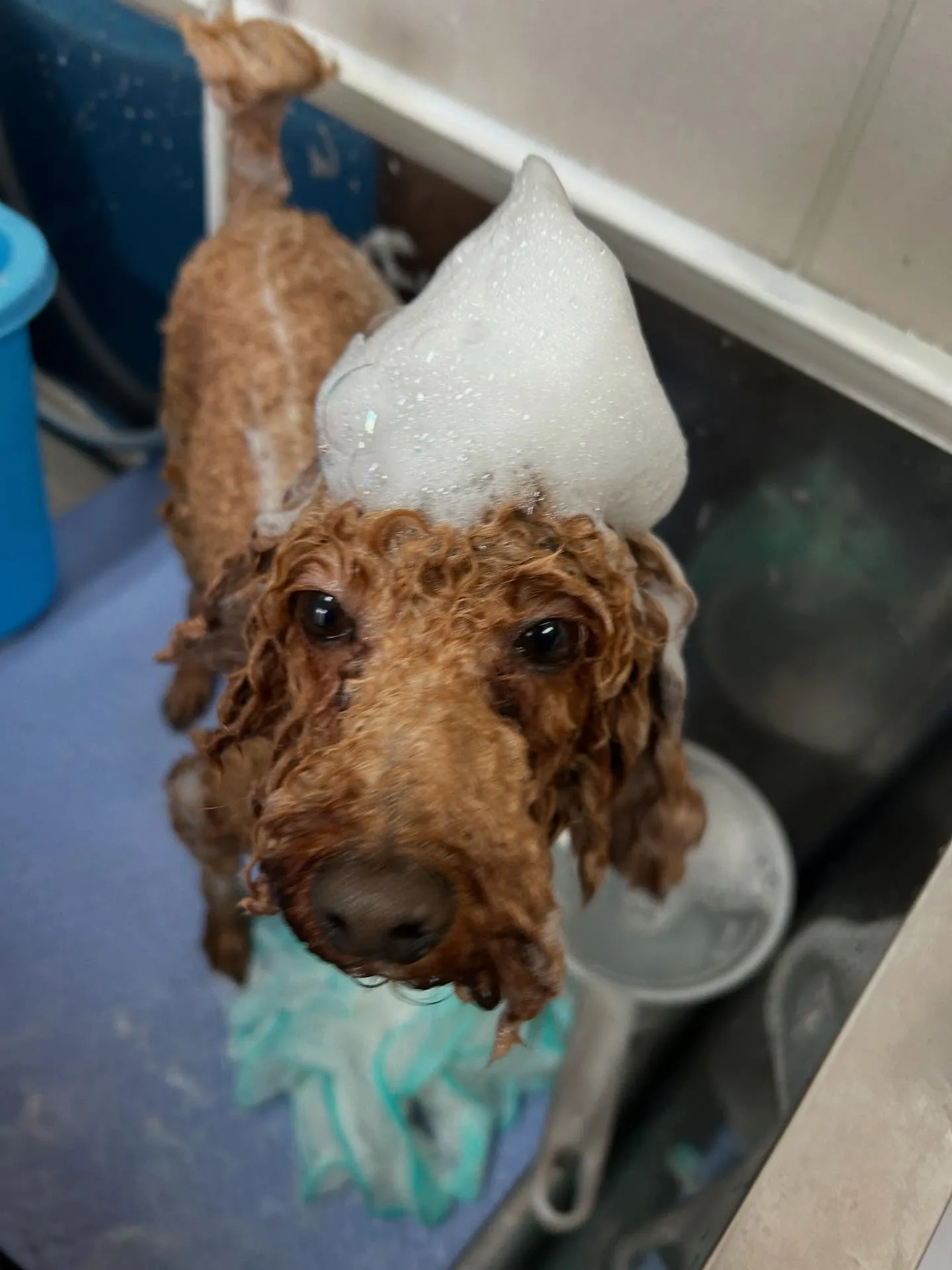 犬のトリミング✂️