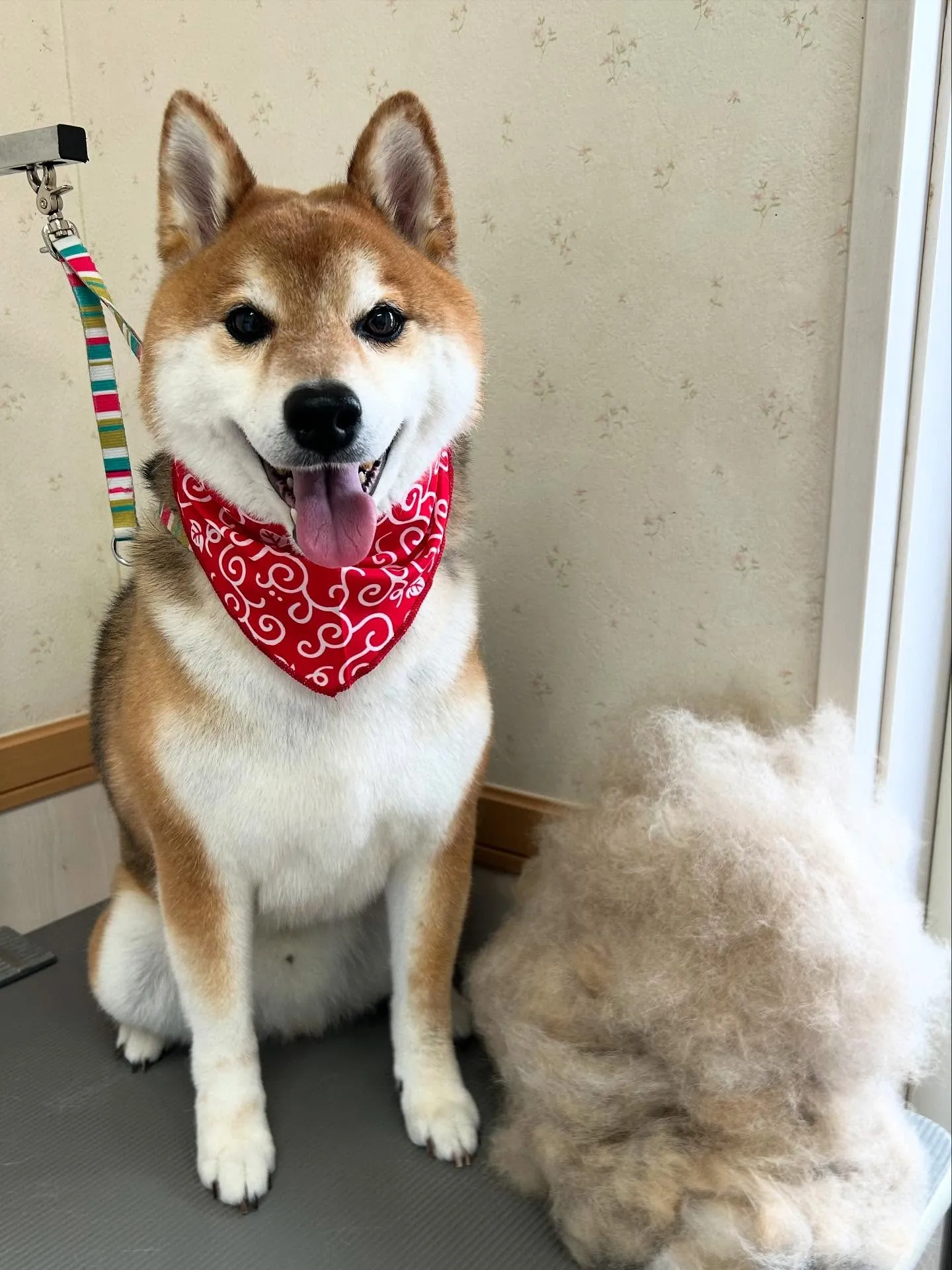 犬のシャンプー🫧