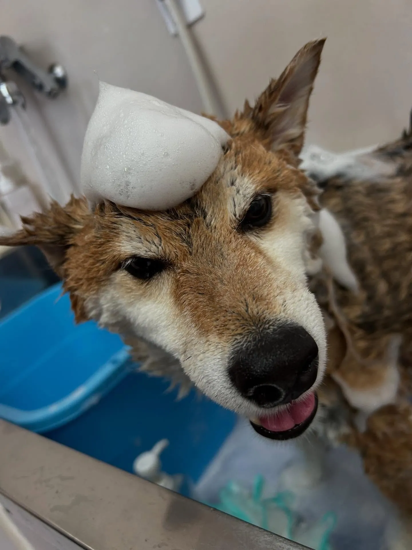 犬のシャンプー🫧