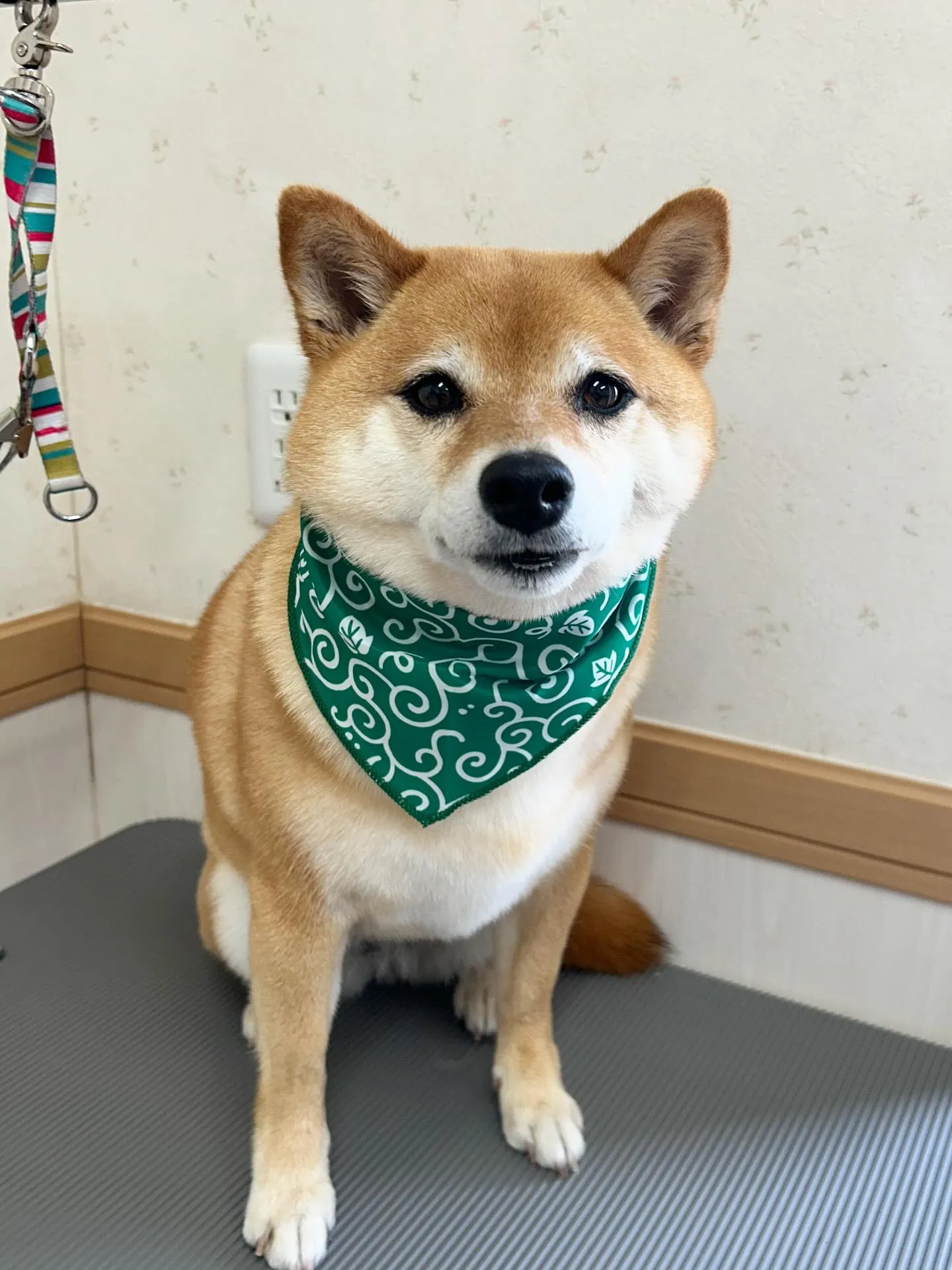犬のシャンプー🫧