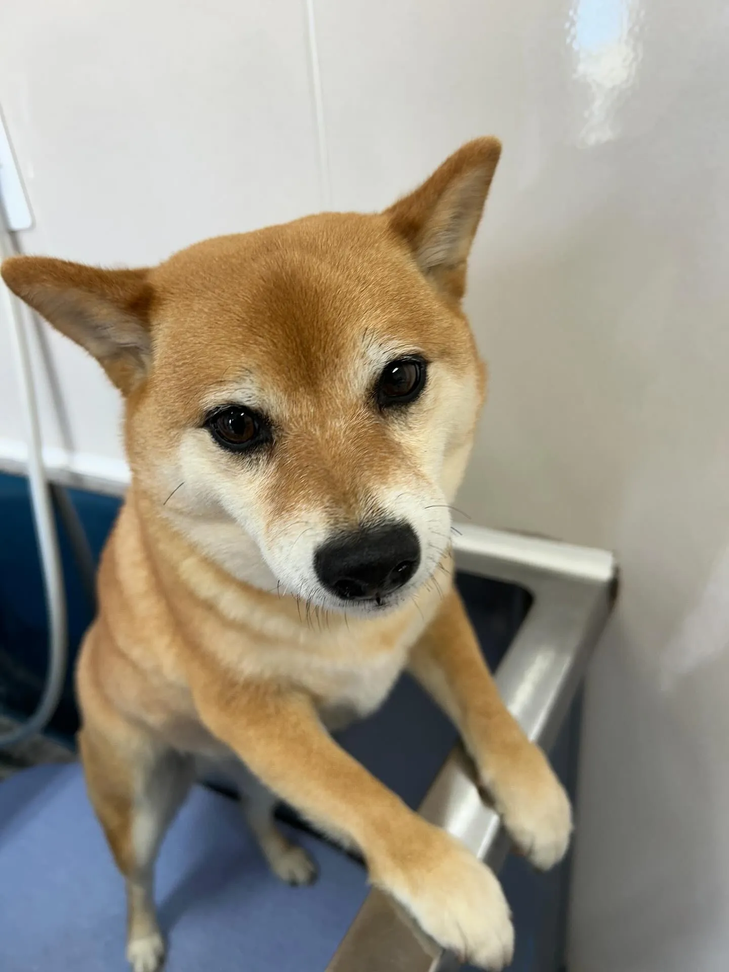 犬のシャンプー🫧