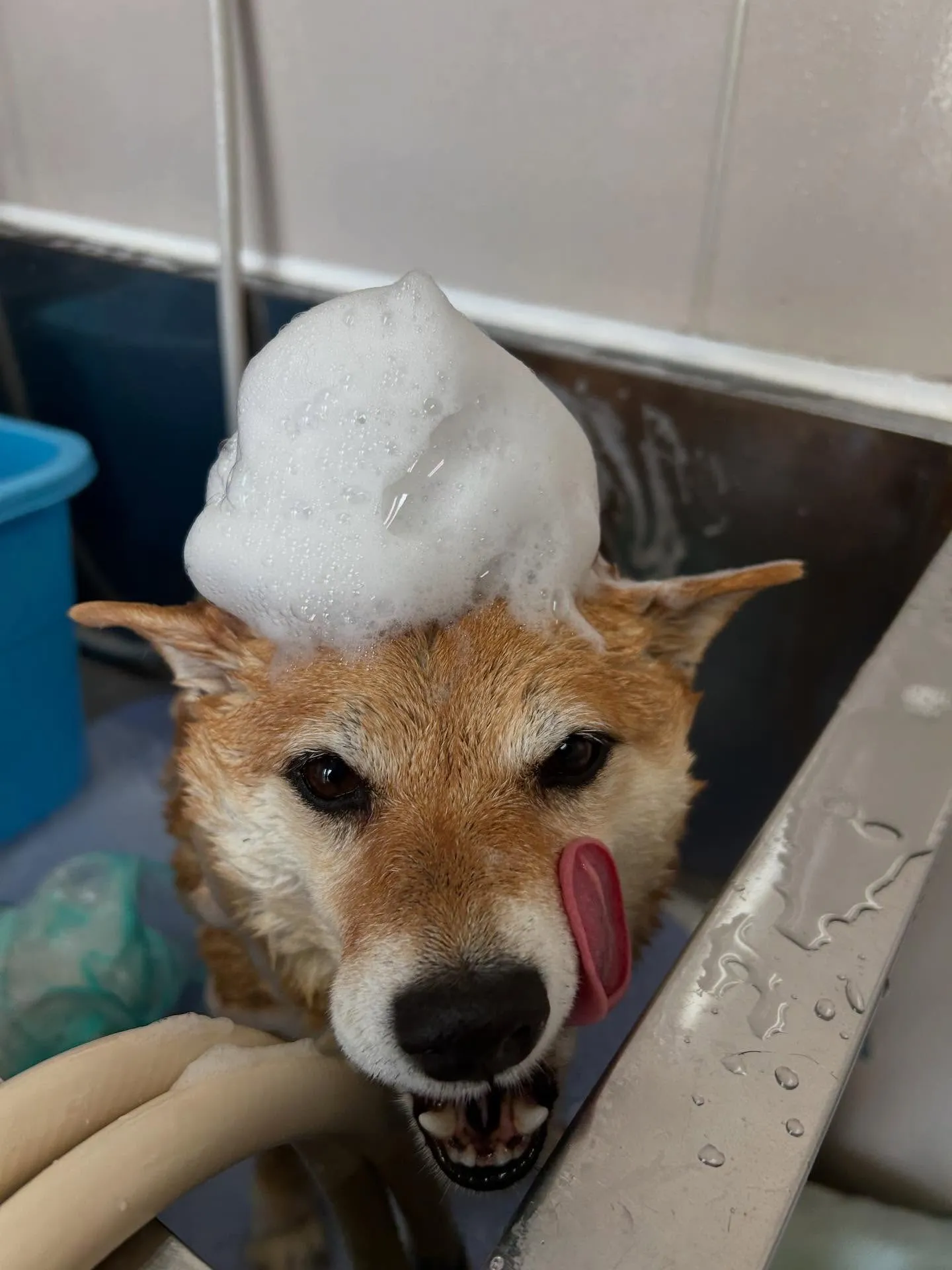 犬のシャンプー🫧
