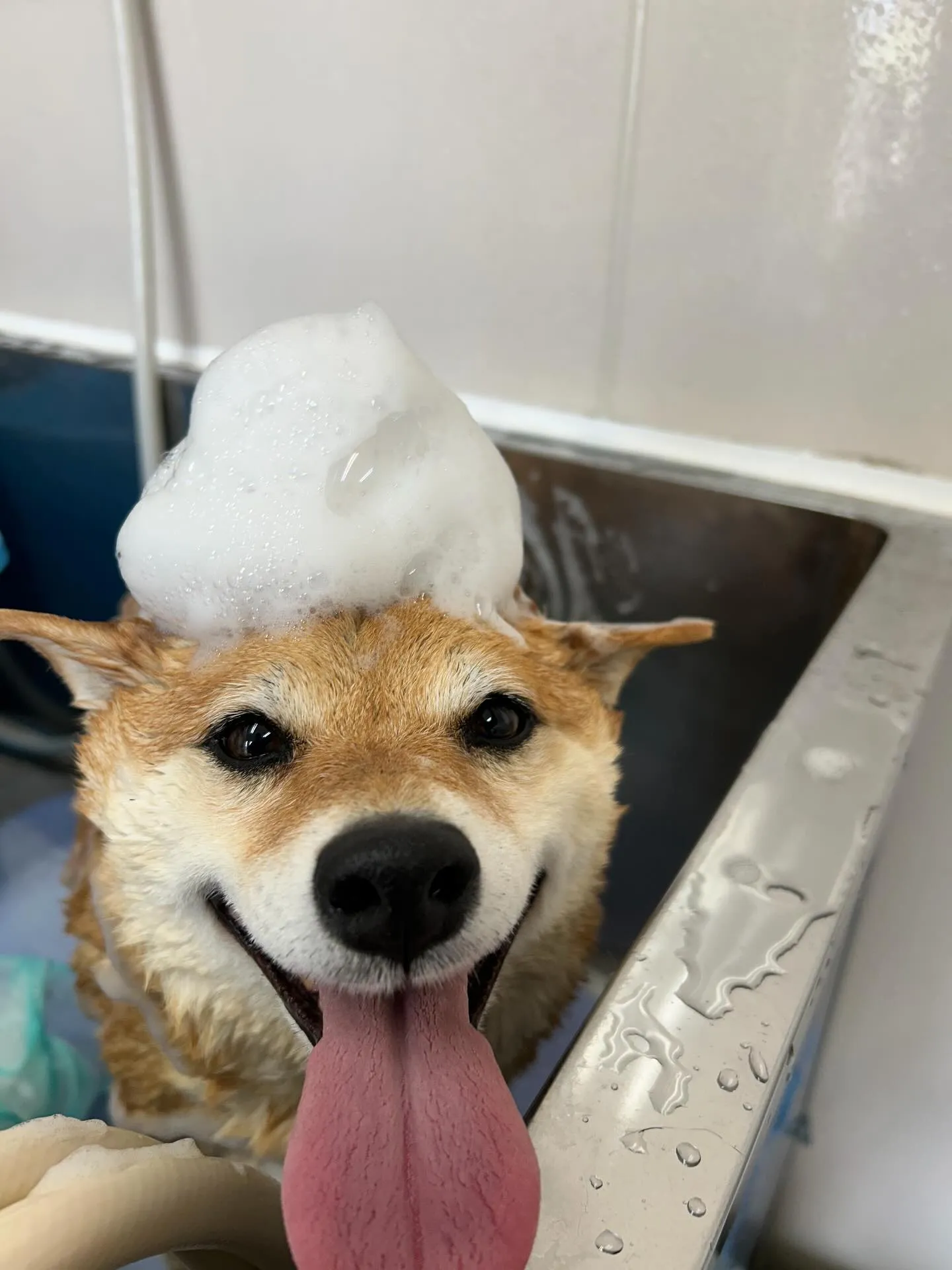 犬のシャンプー🫧