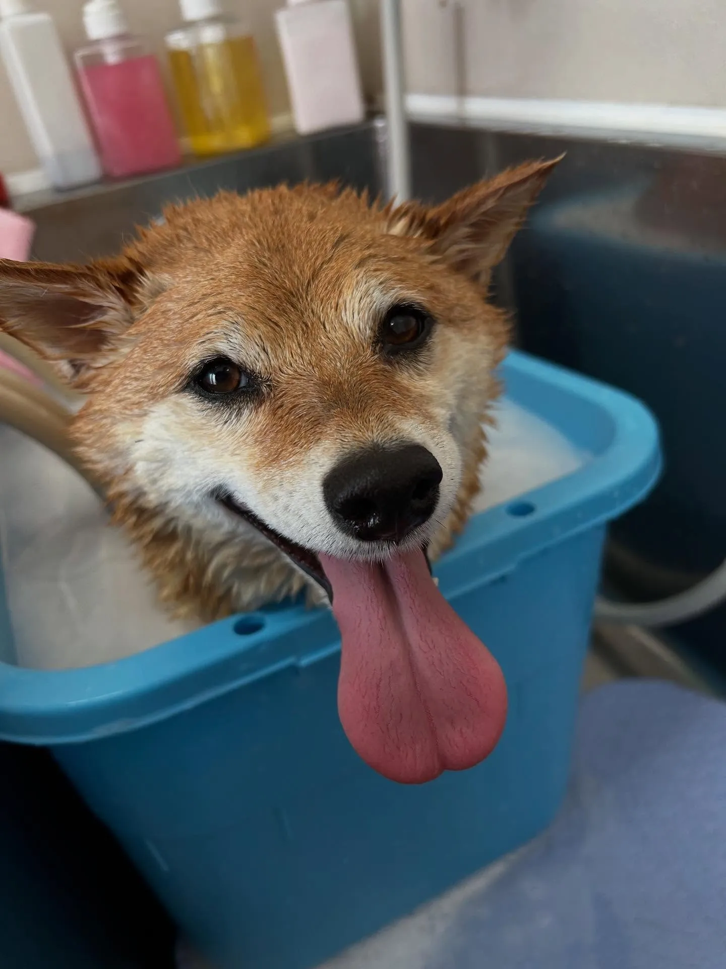 犬のシャンプー🫧