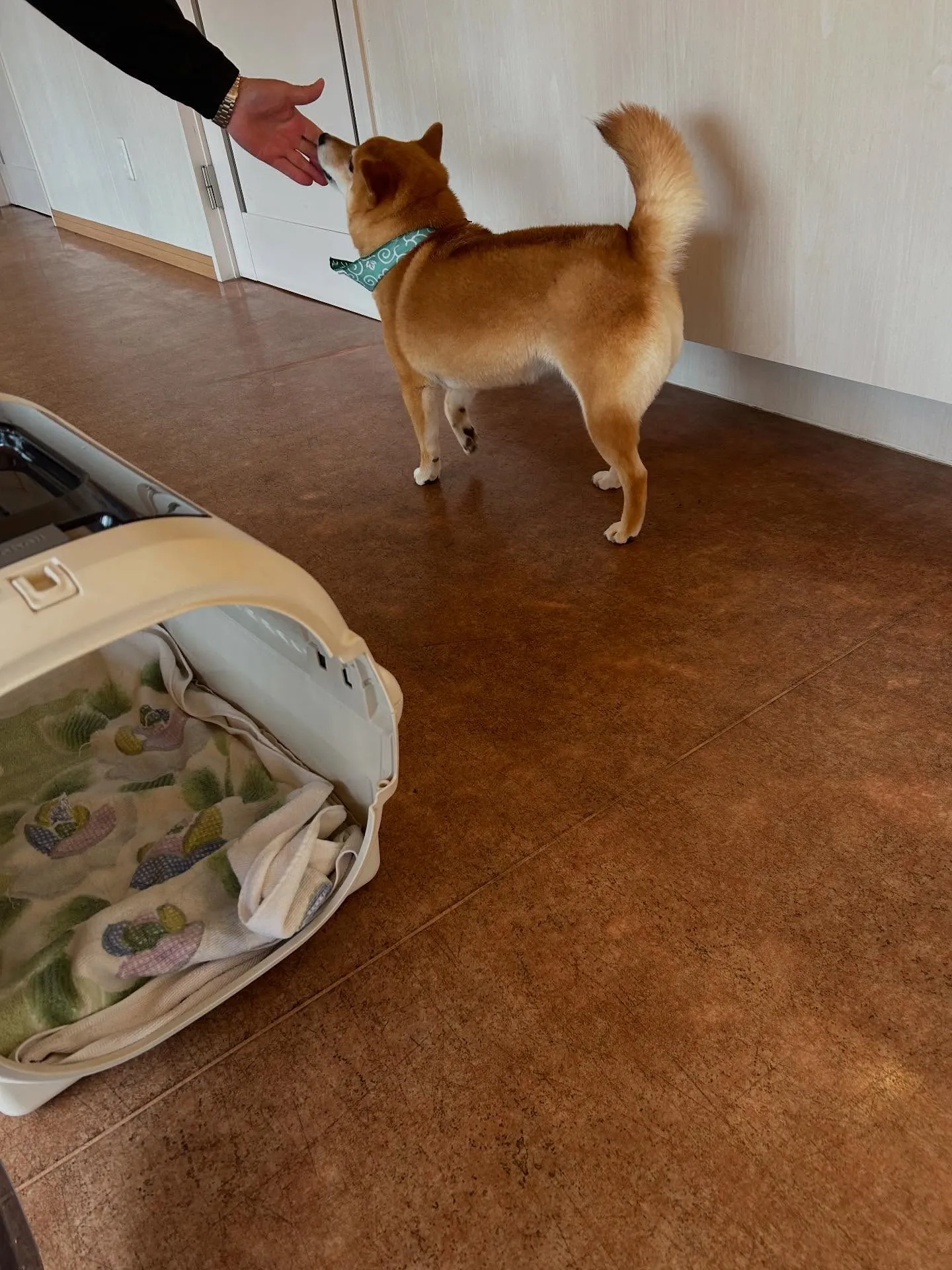 犬のシャンプー🫧
