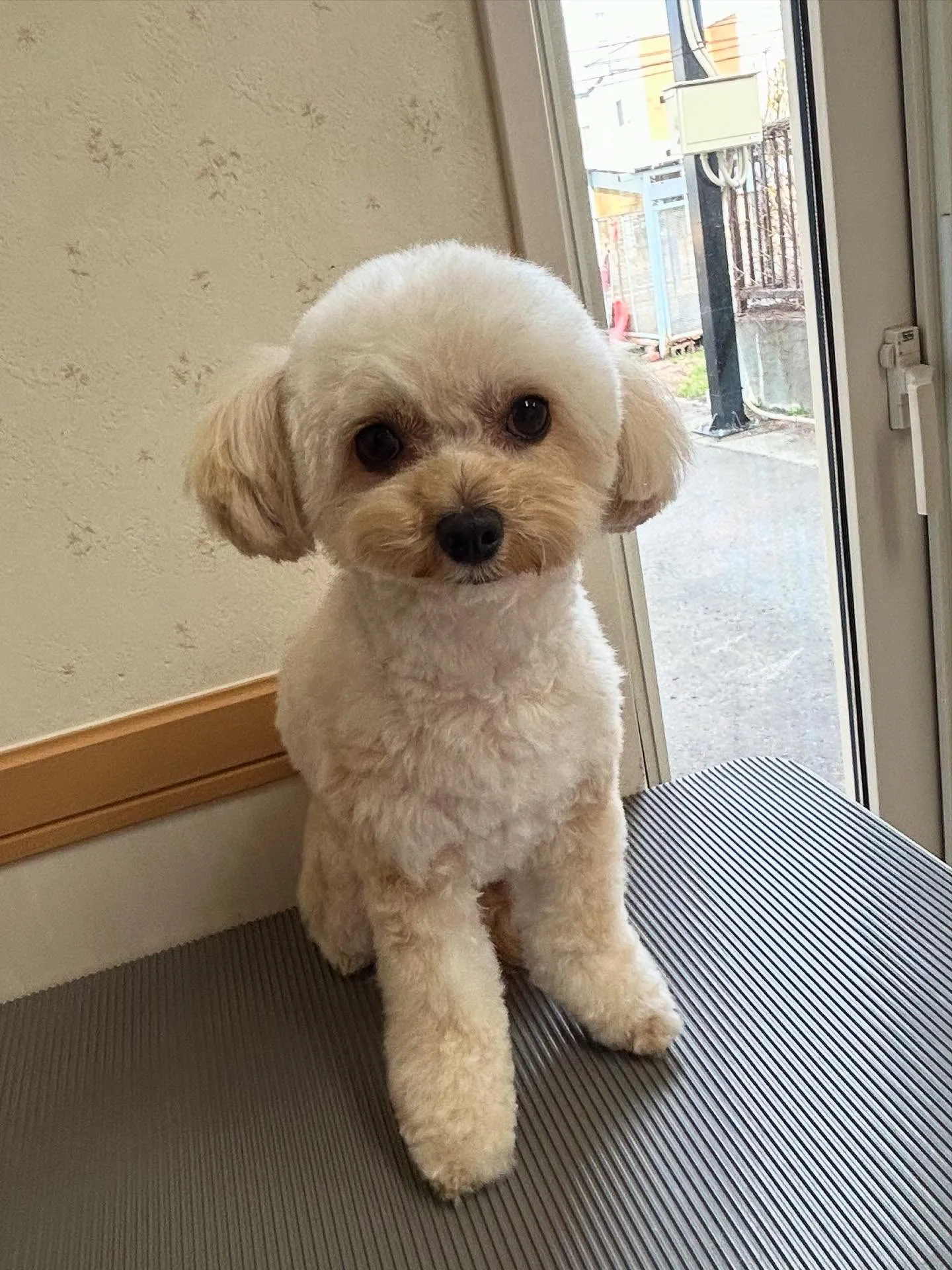犬のトリミング✂️