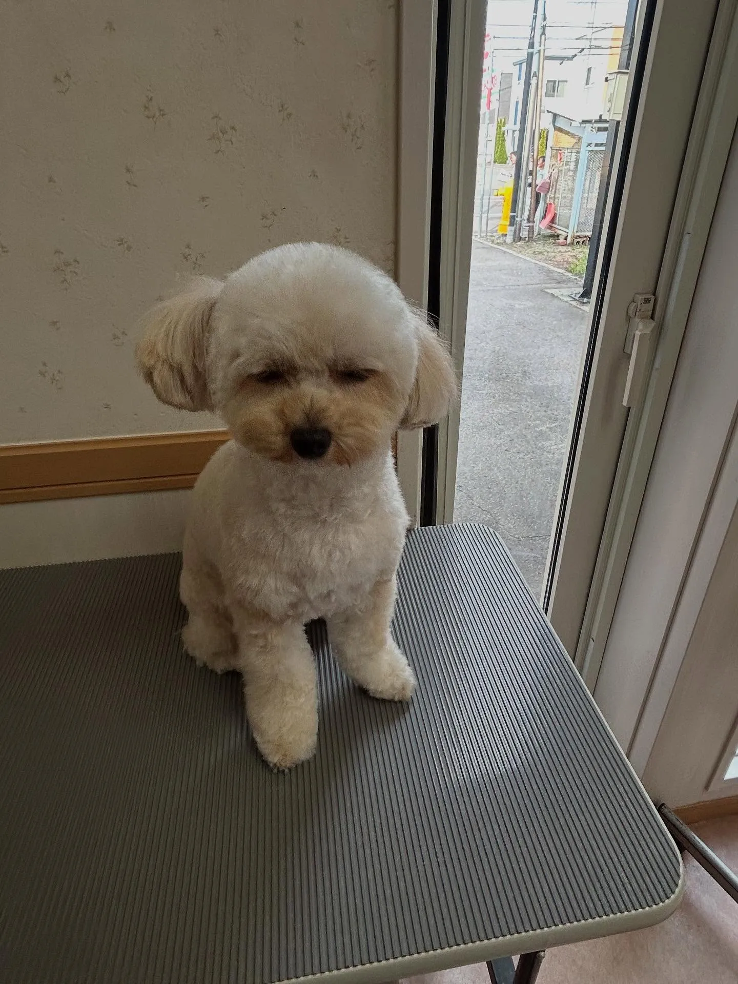 犬のトリミング✂️