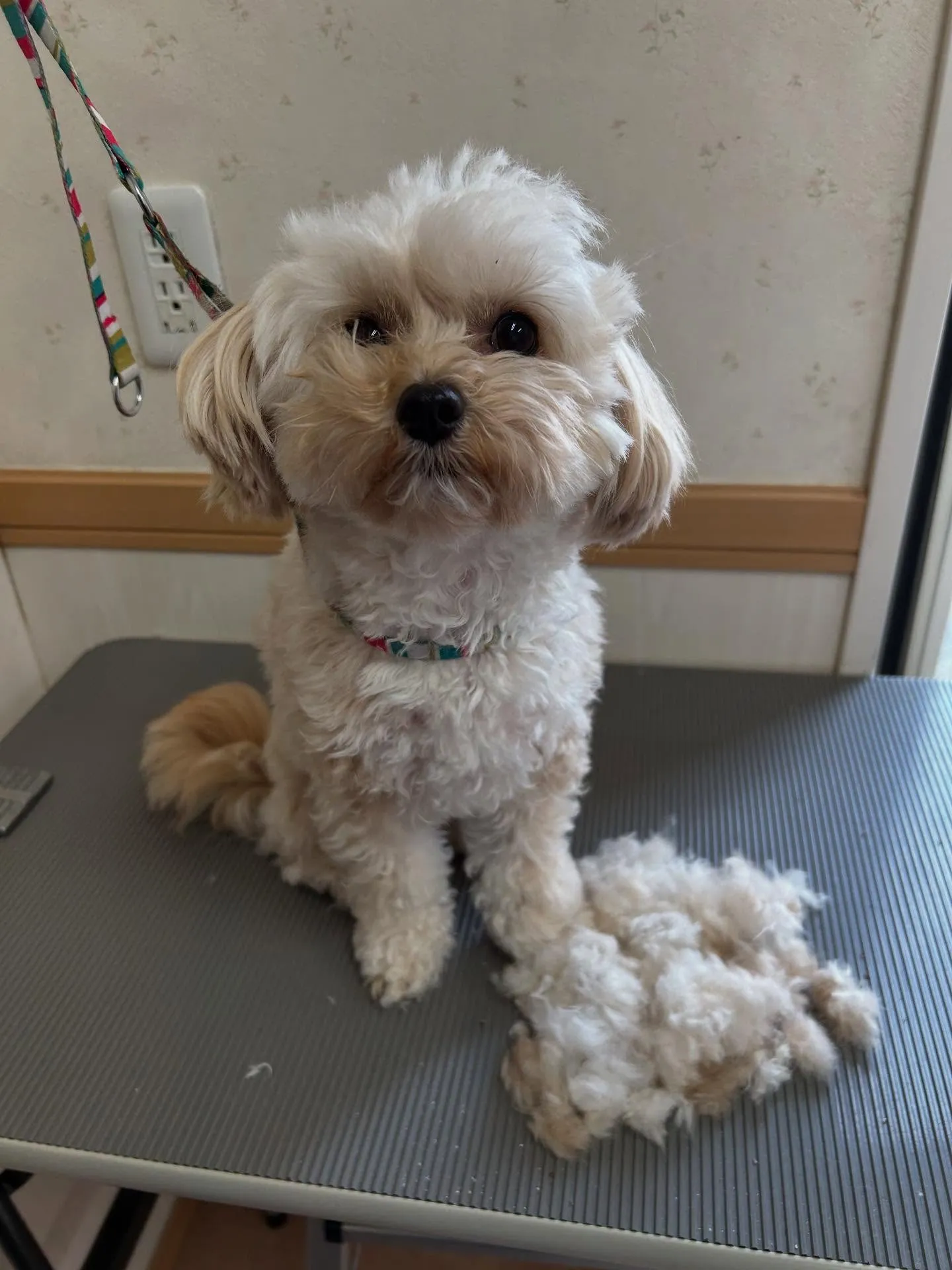 犬のトリミング✂️