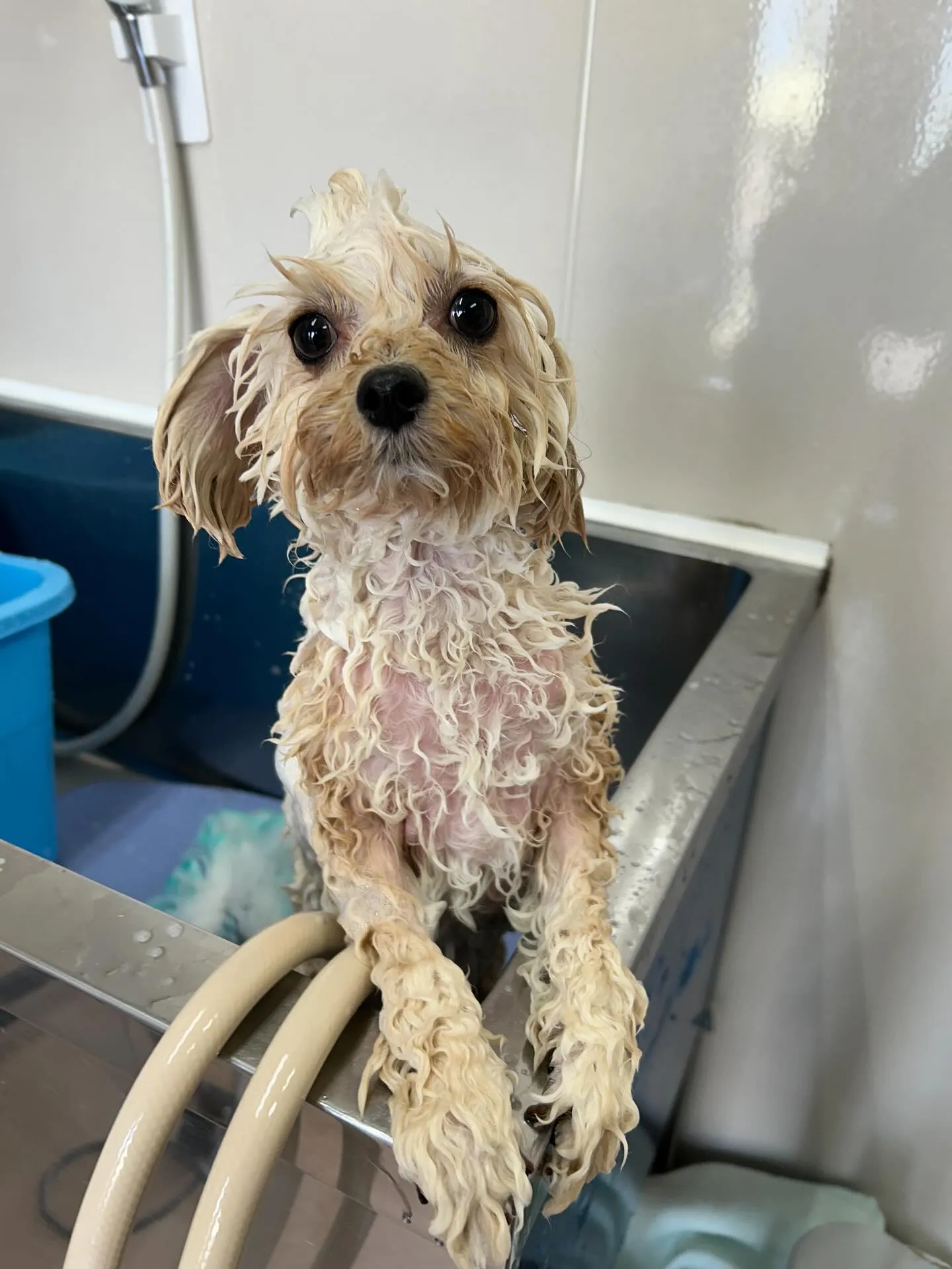 犬のトリミング✂️