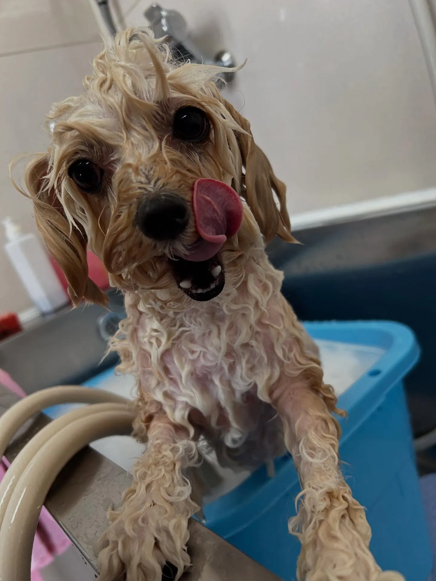 犬のトリミング✂️