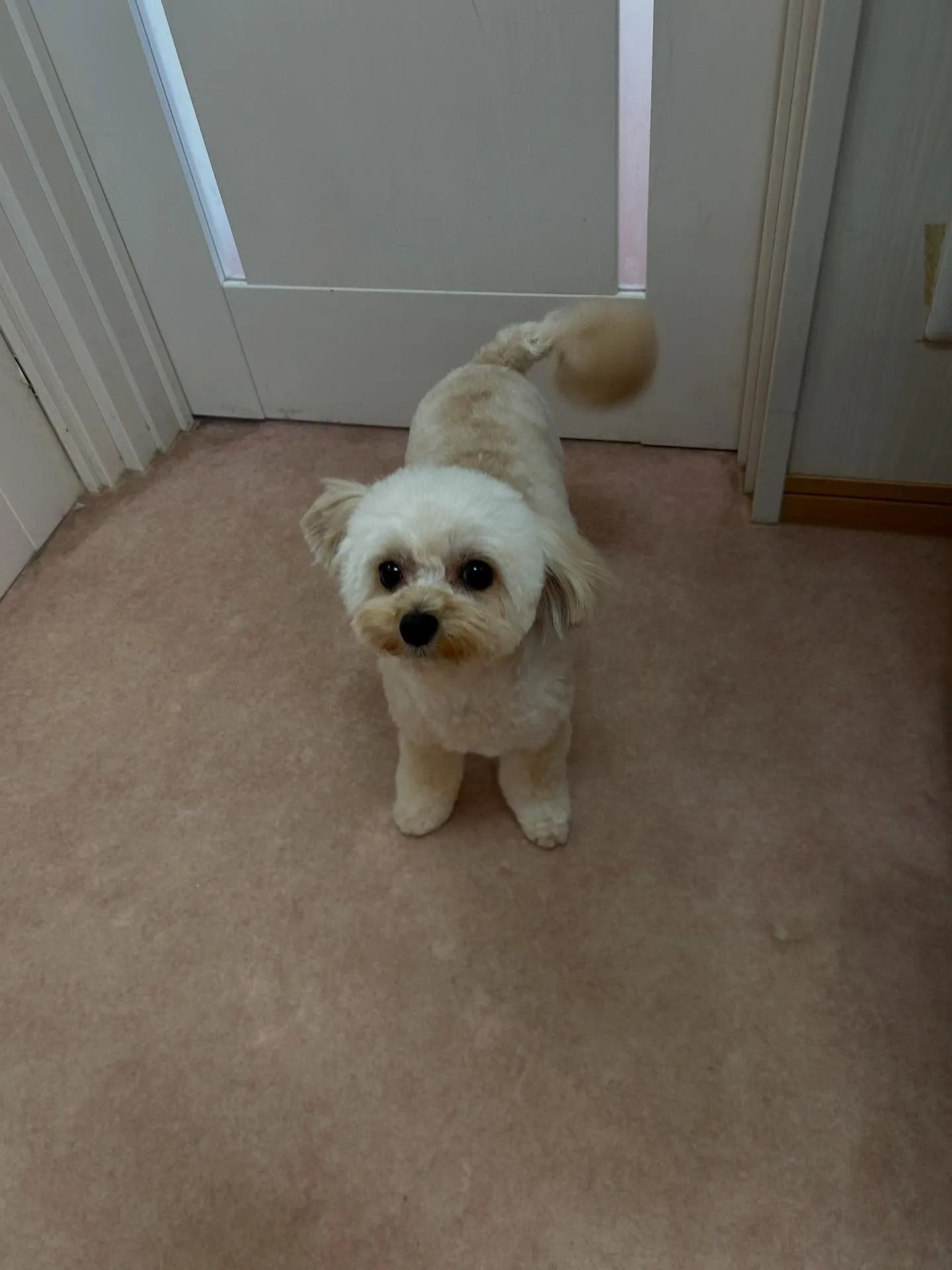 犬のトリミング✂️