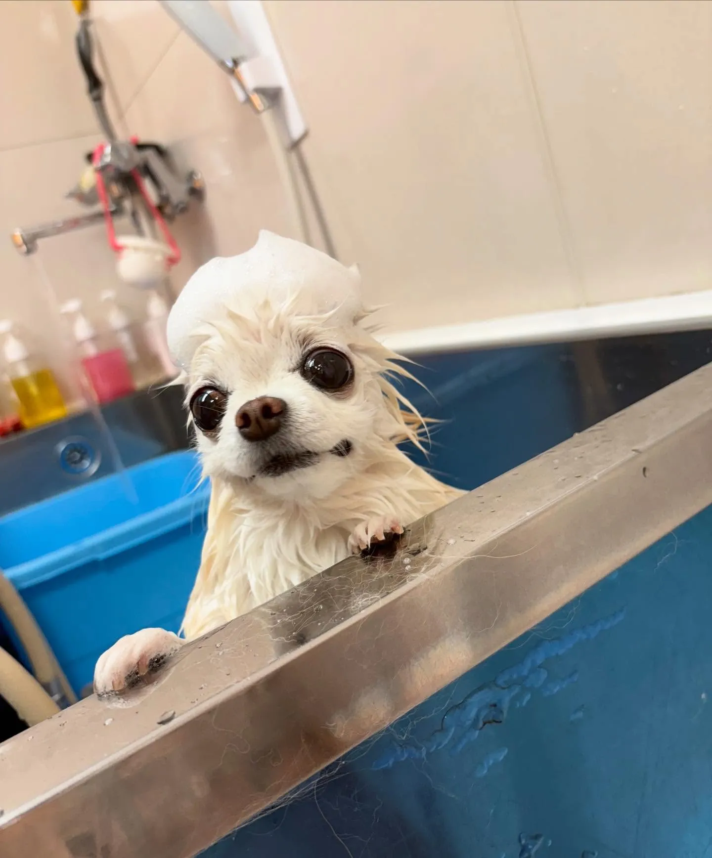 犬のシャンプー🫧
