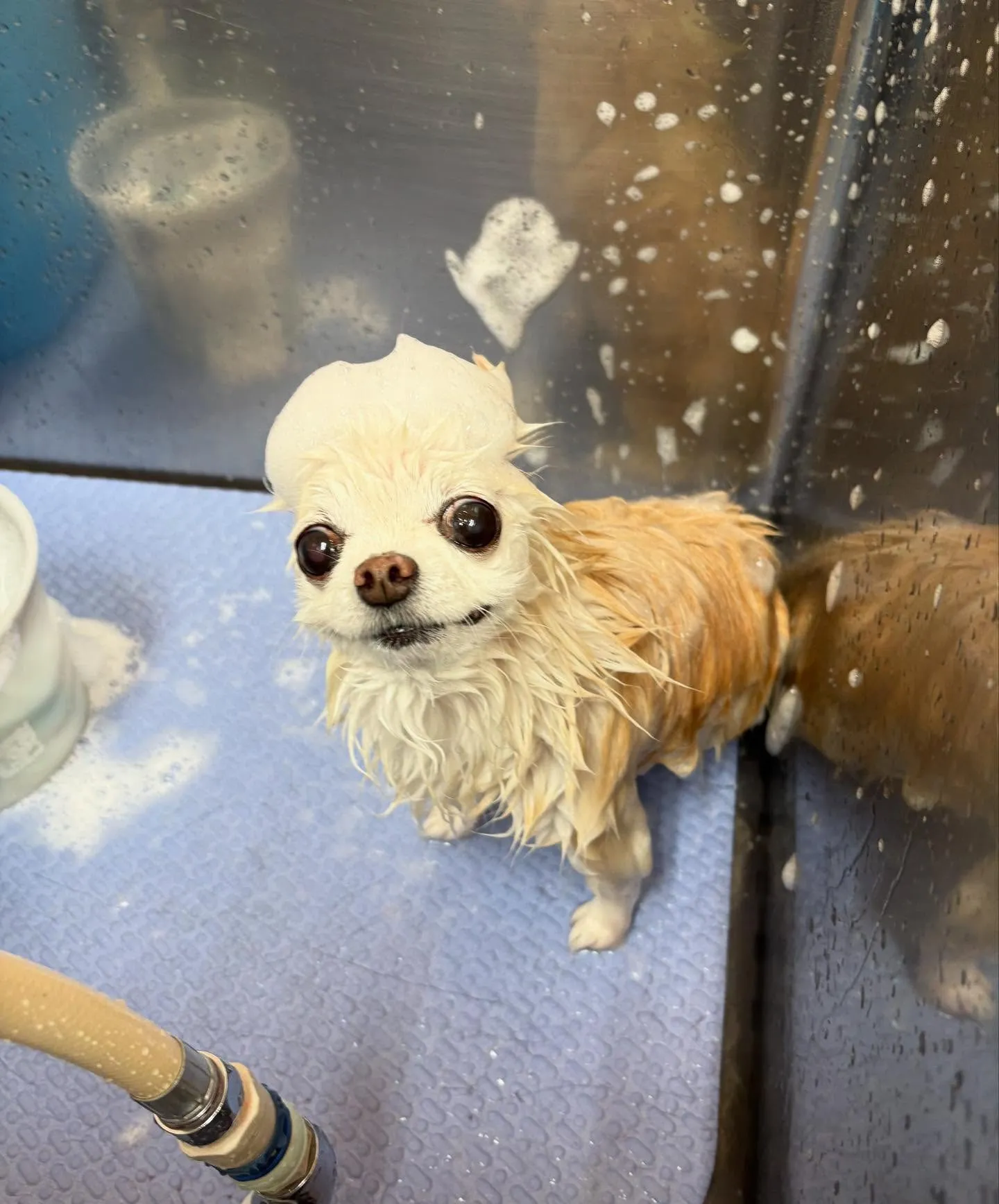 犬のシャンプー🫧