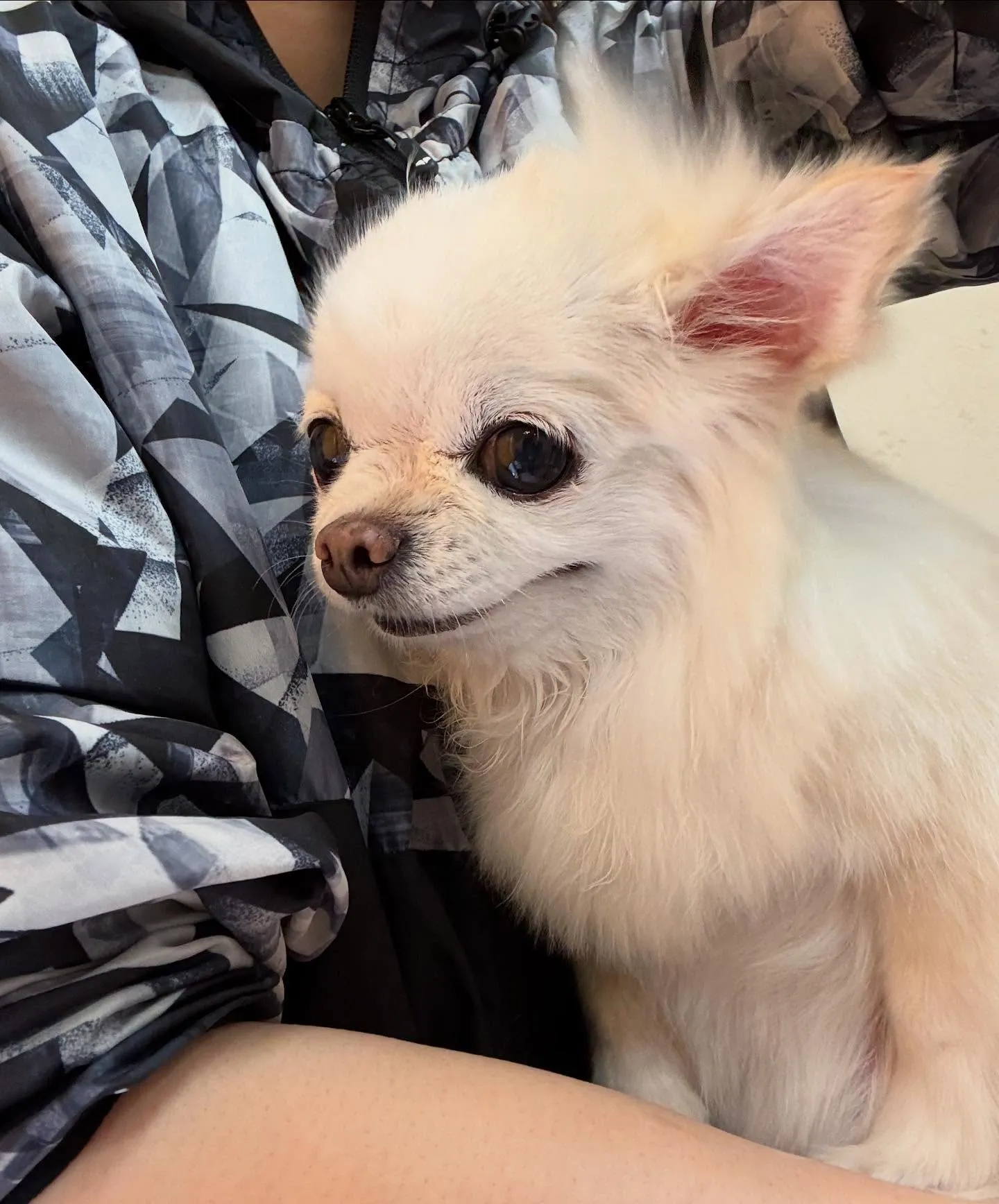 犬のシャンプー🫧