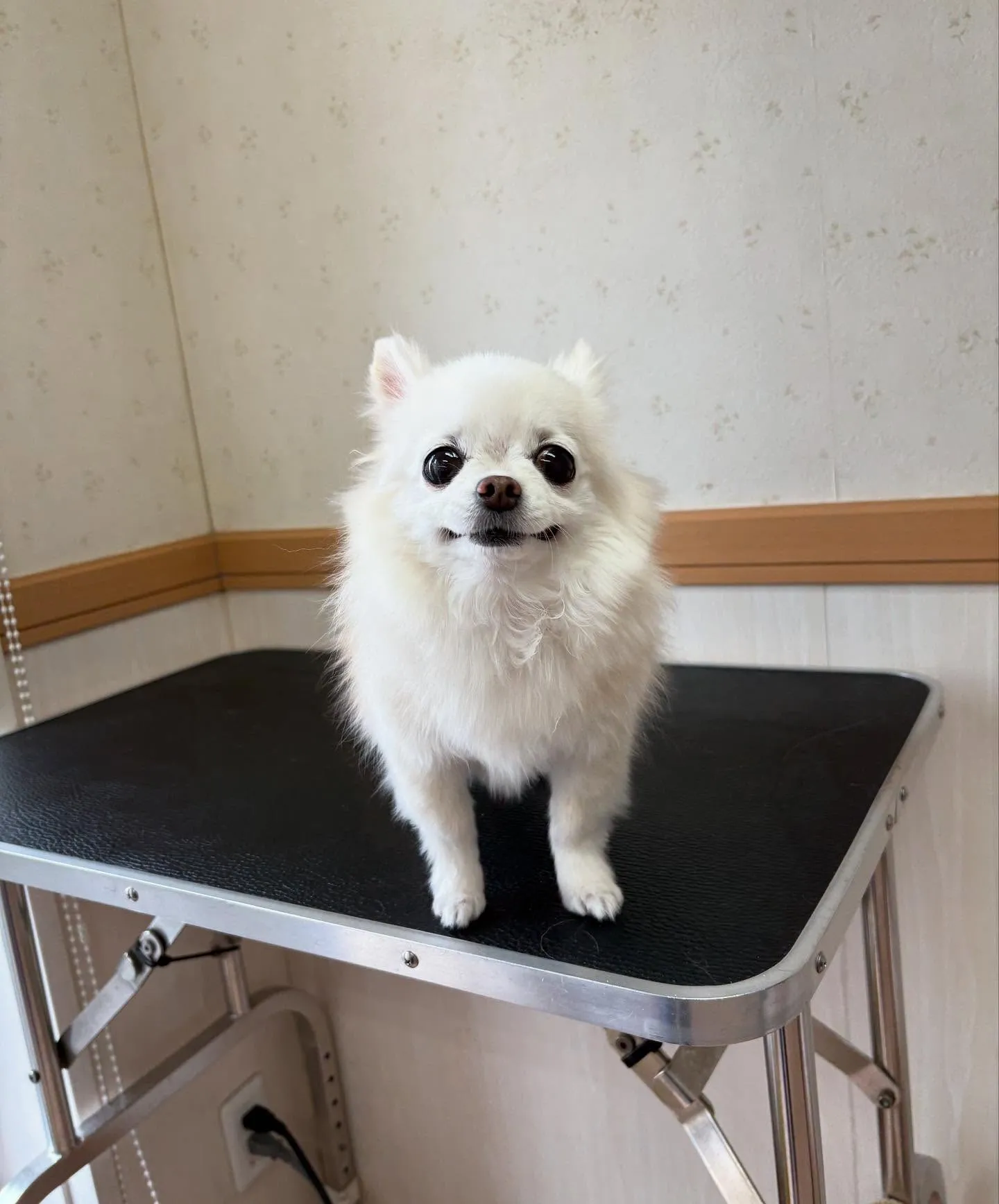 犬のシャンプー🫧