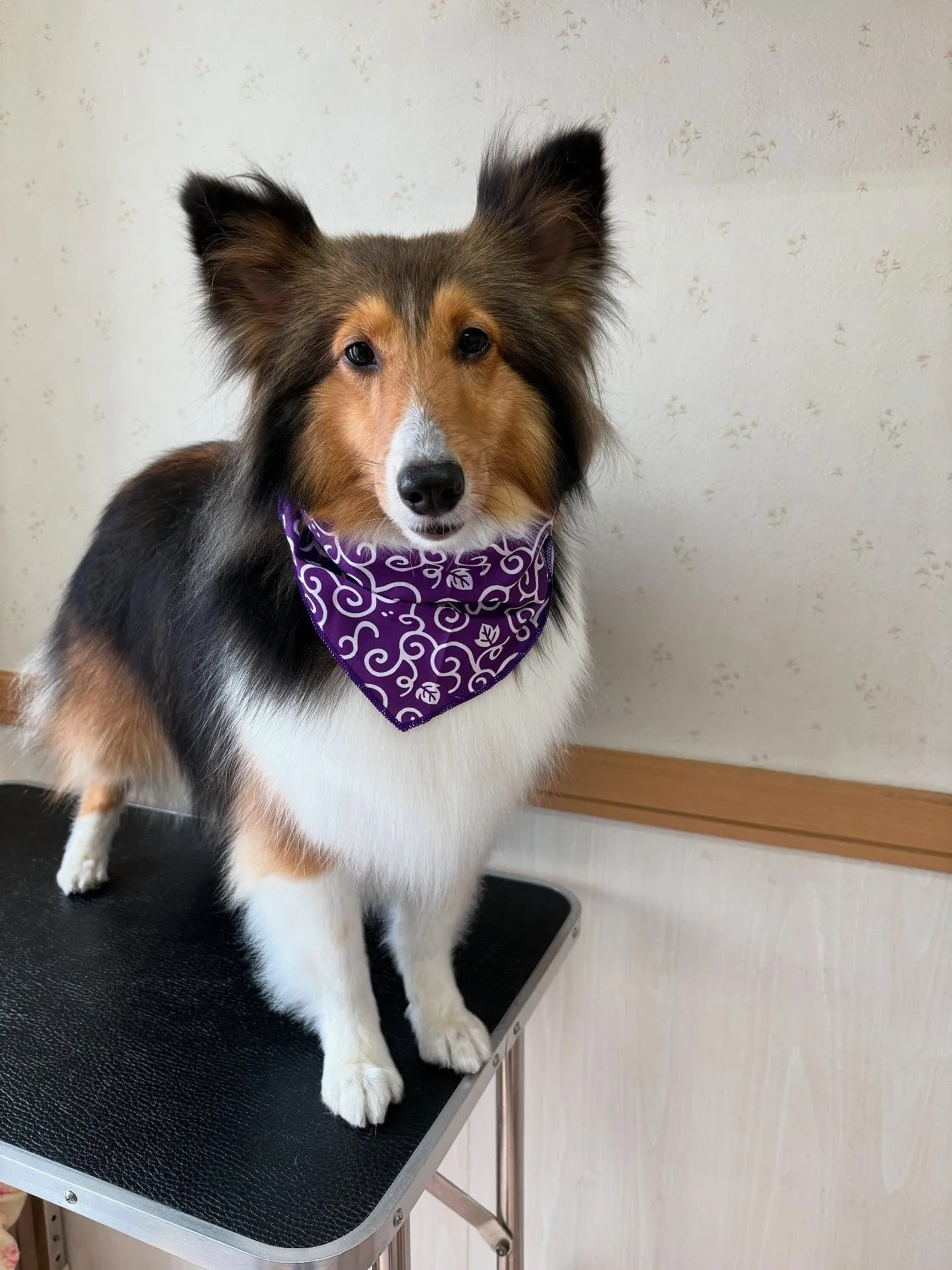 犬のシャンプー🫧