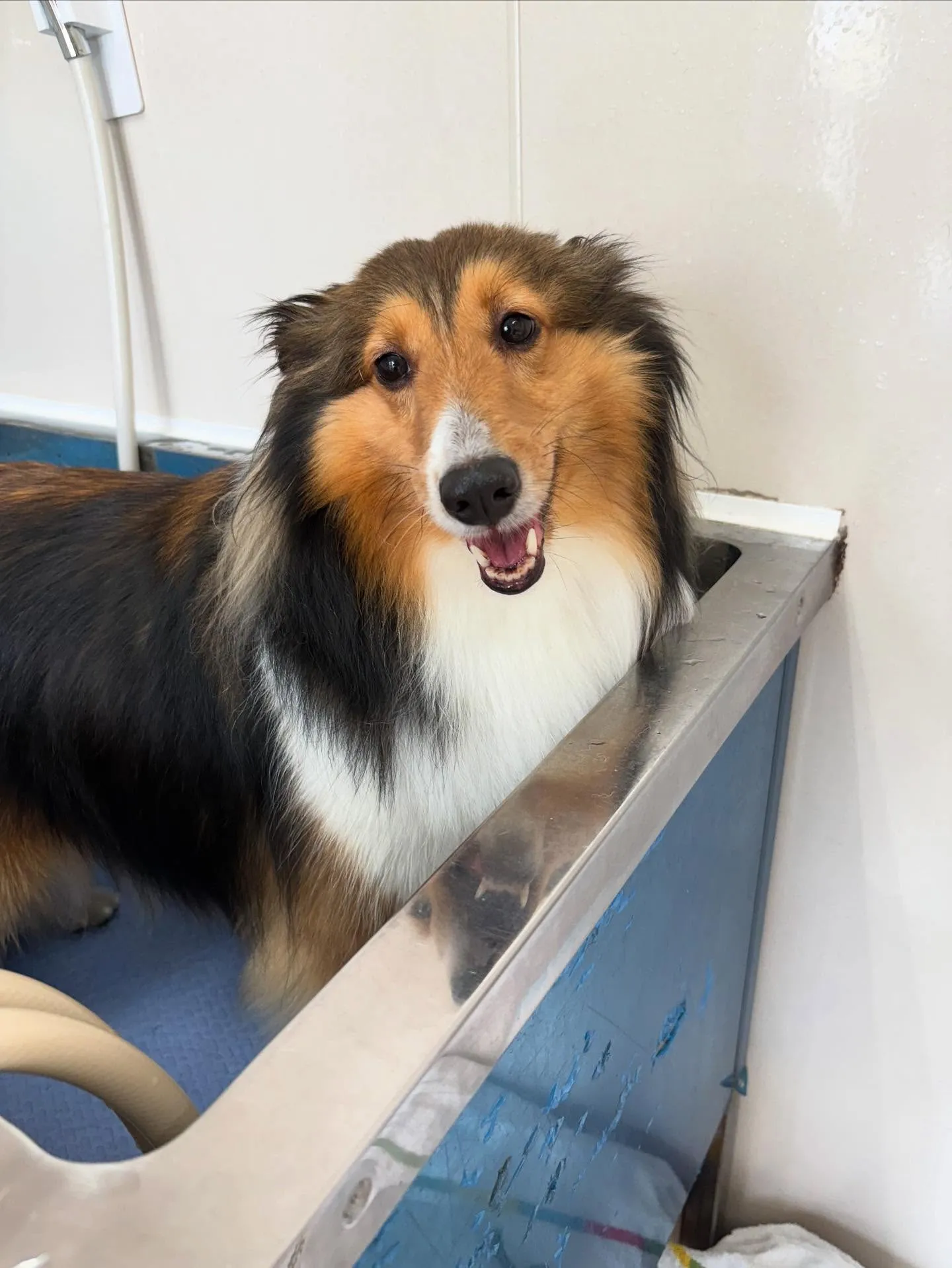 犬のシャンプー🫧