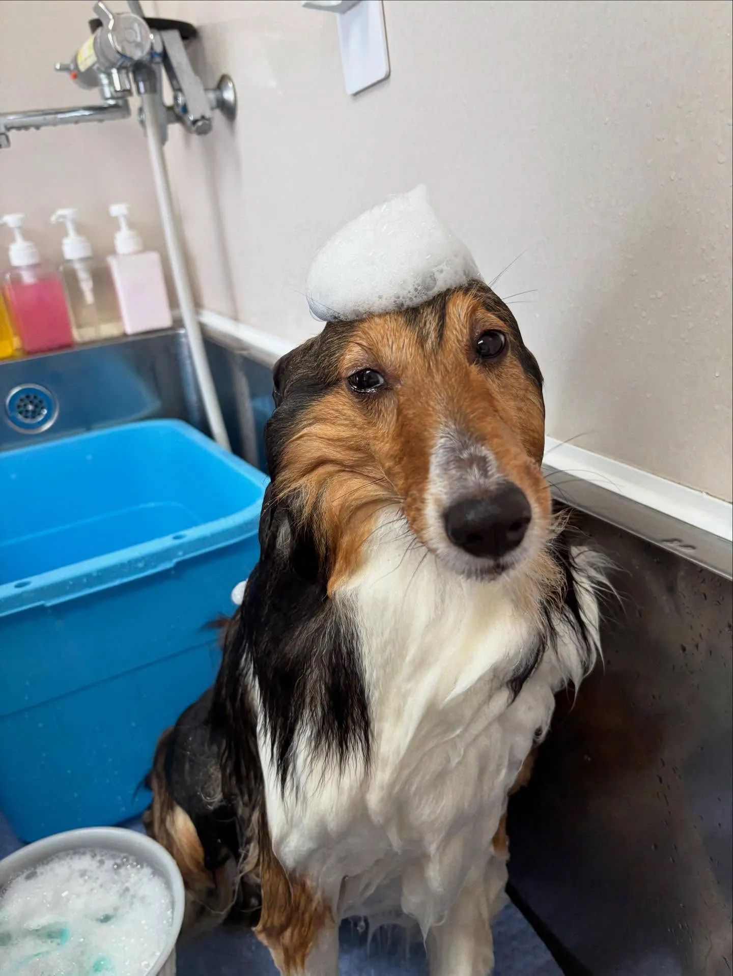 犬のシャンプー🫧
