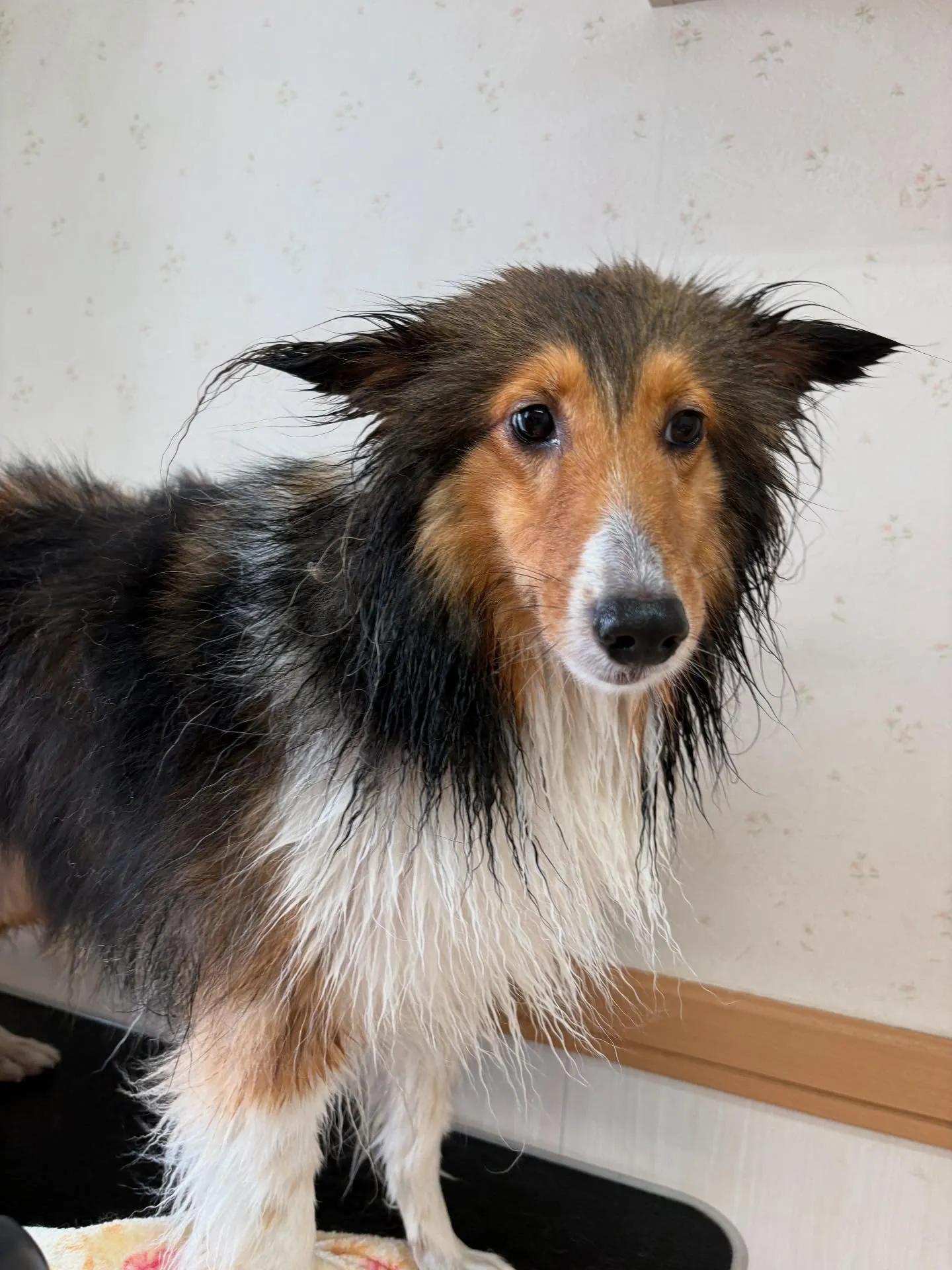 犬のシャンプー🫧
