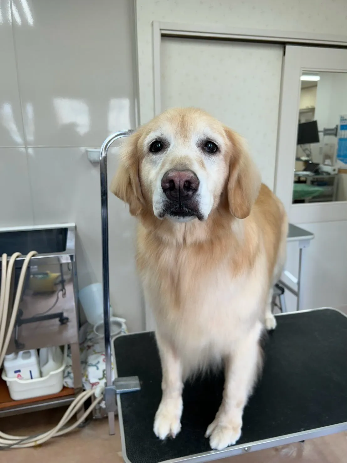 犬のシャンプー🫧