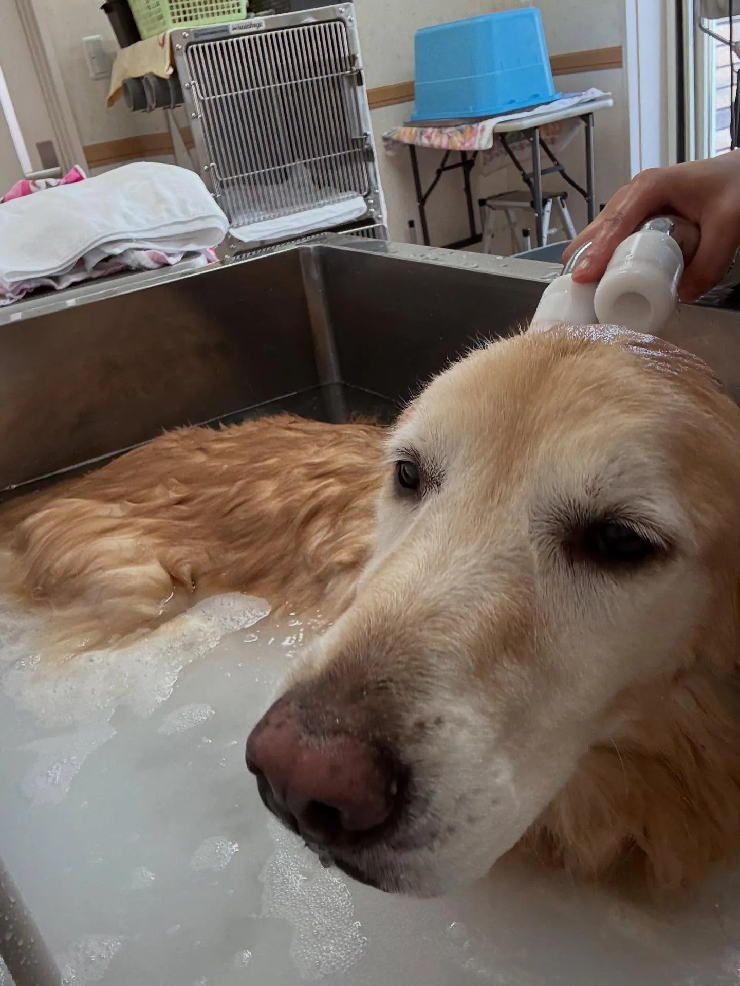 犬のシャンプー🫧