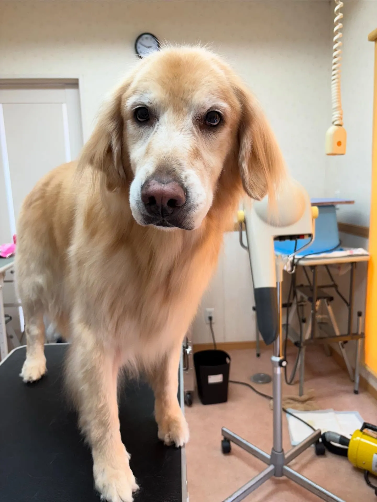 犬のシャンプー🫧