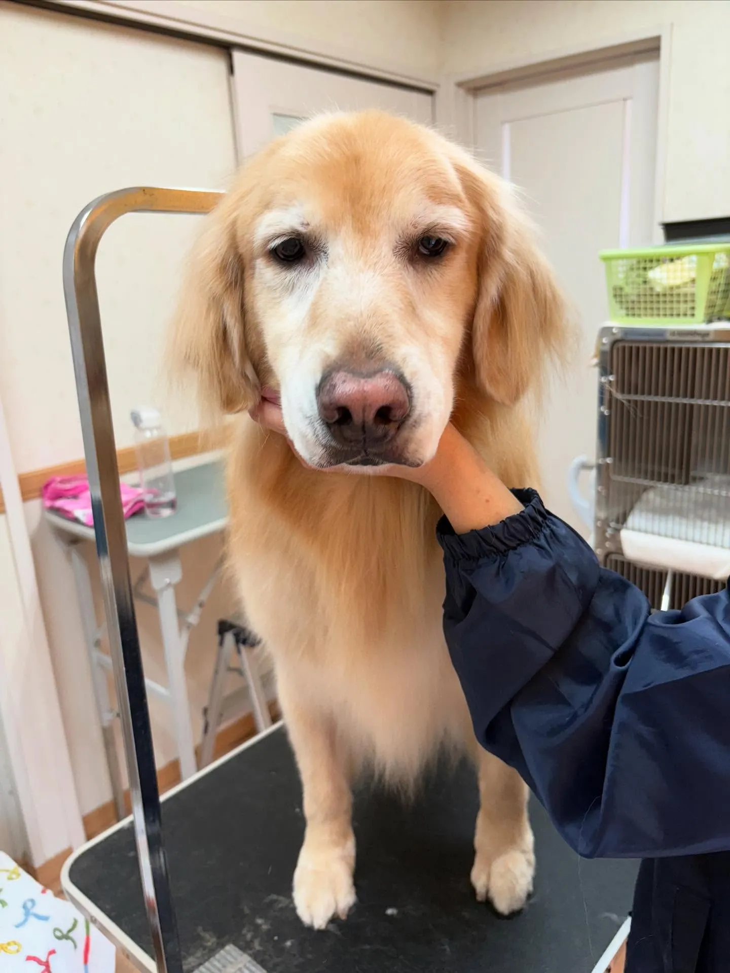 犬のシャンプー🫧
