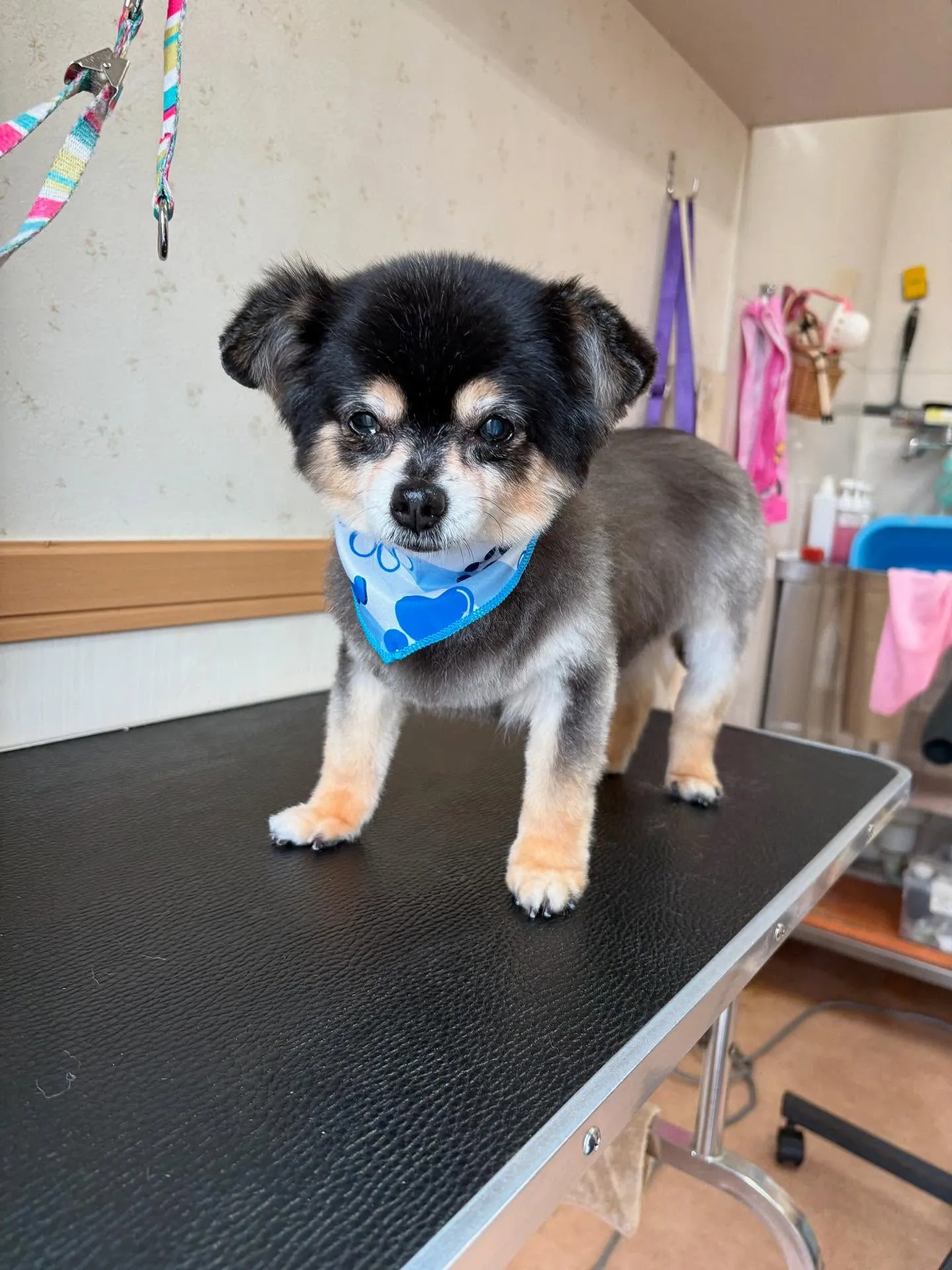 犬のトリミング✂️