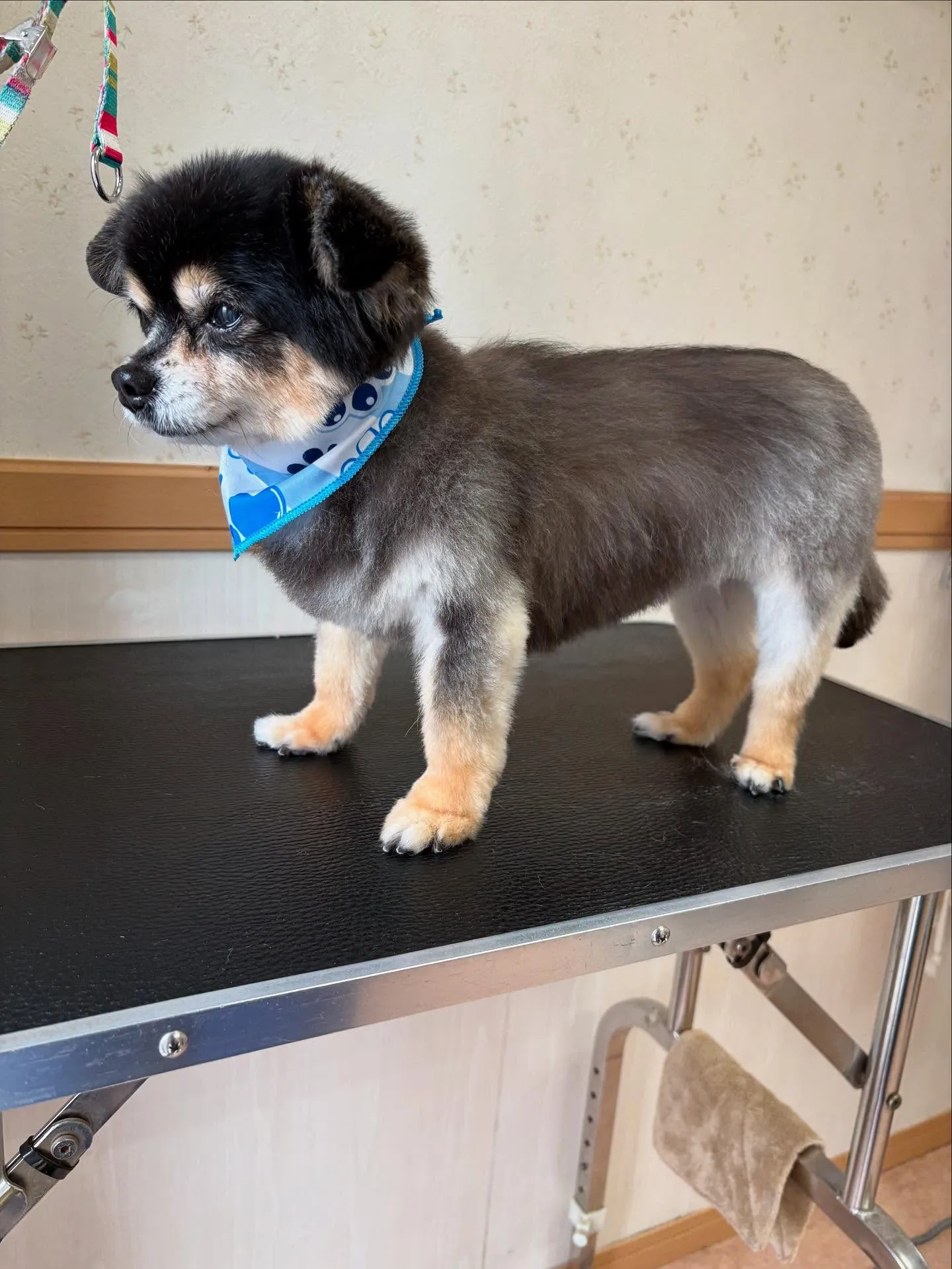 犬のトリミング✂️