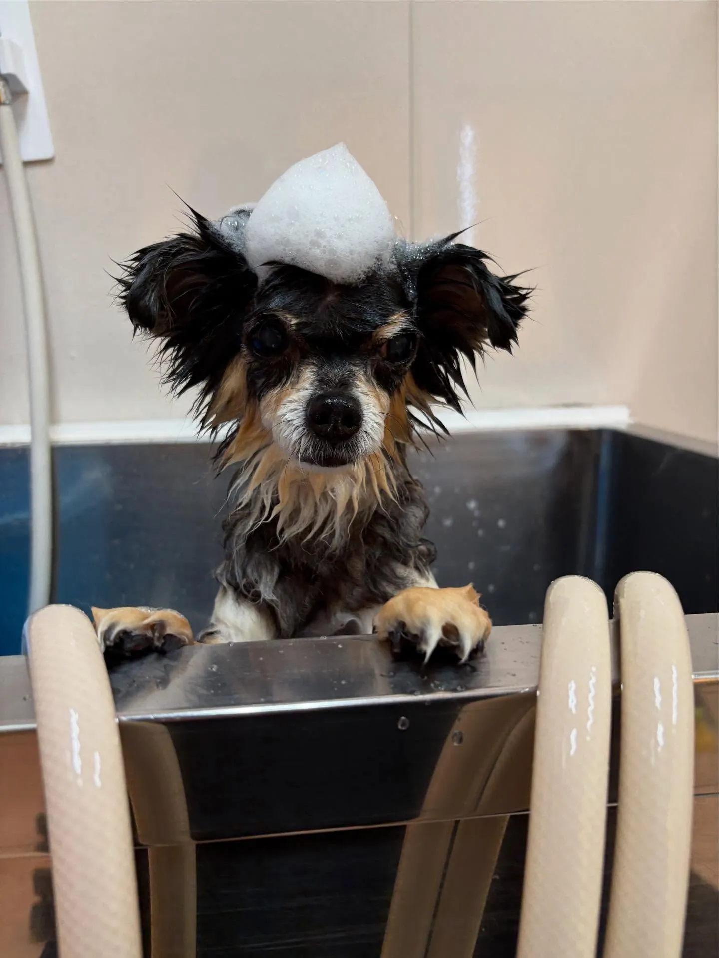 犬のトリミング✂️
