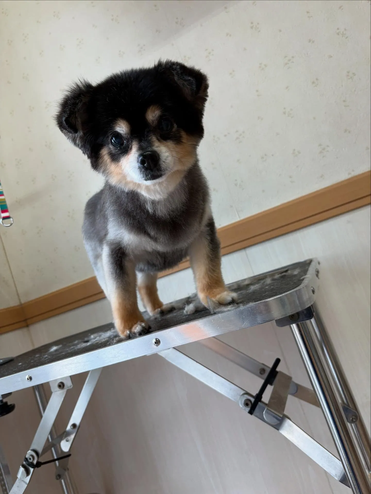 犬のトリミング✂️