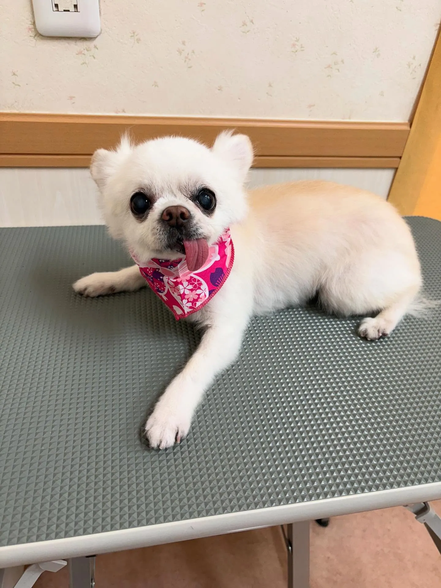 犬のシャンプー🫧