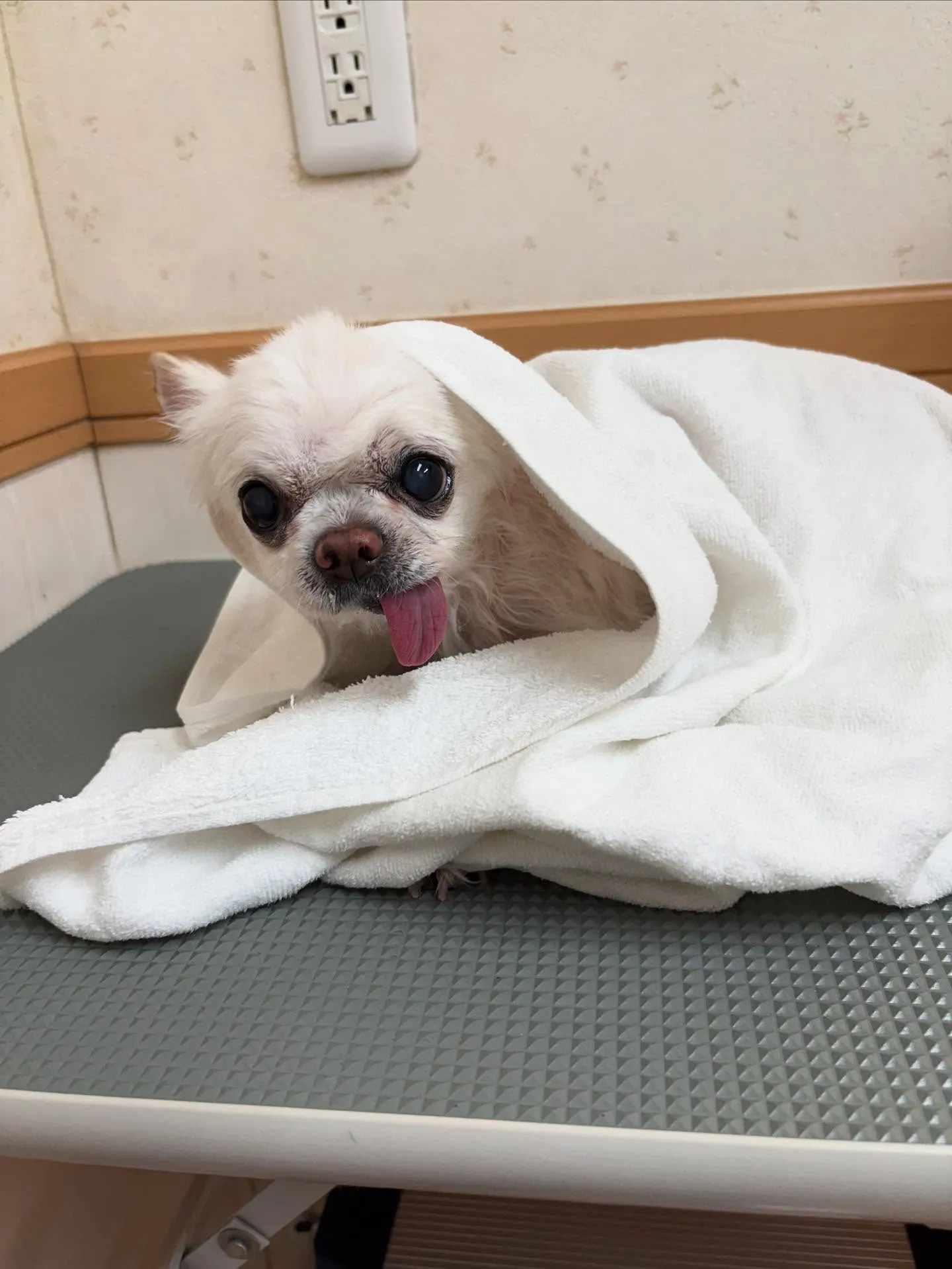 犬のシャンプー🫧