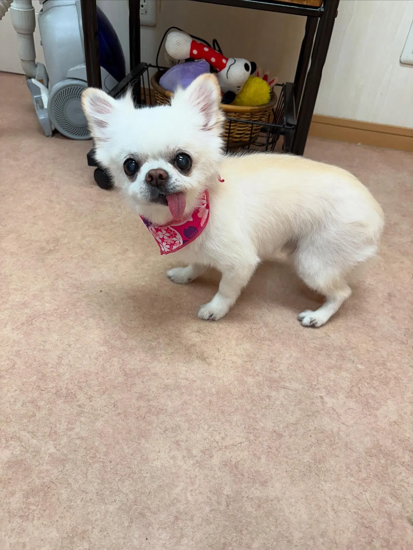 犬のシャンプー🫧