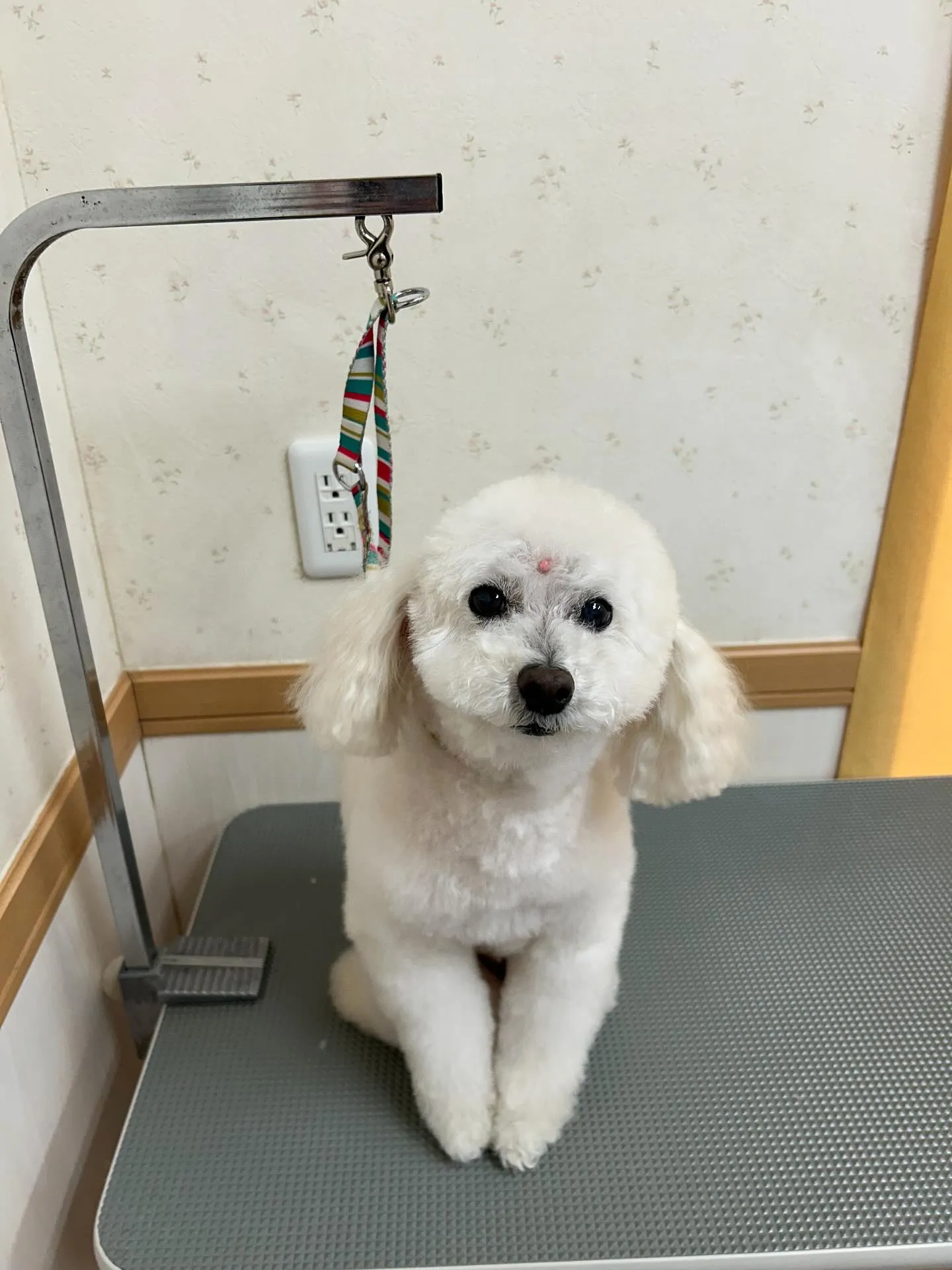 犬のトリミング✂️