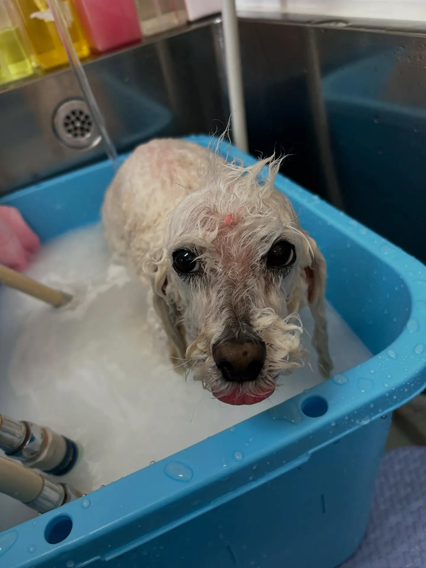 犬のトリミング✂️