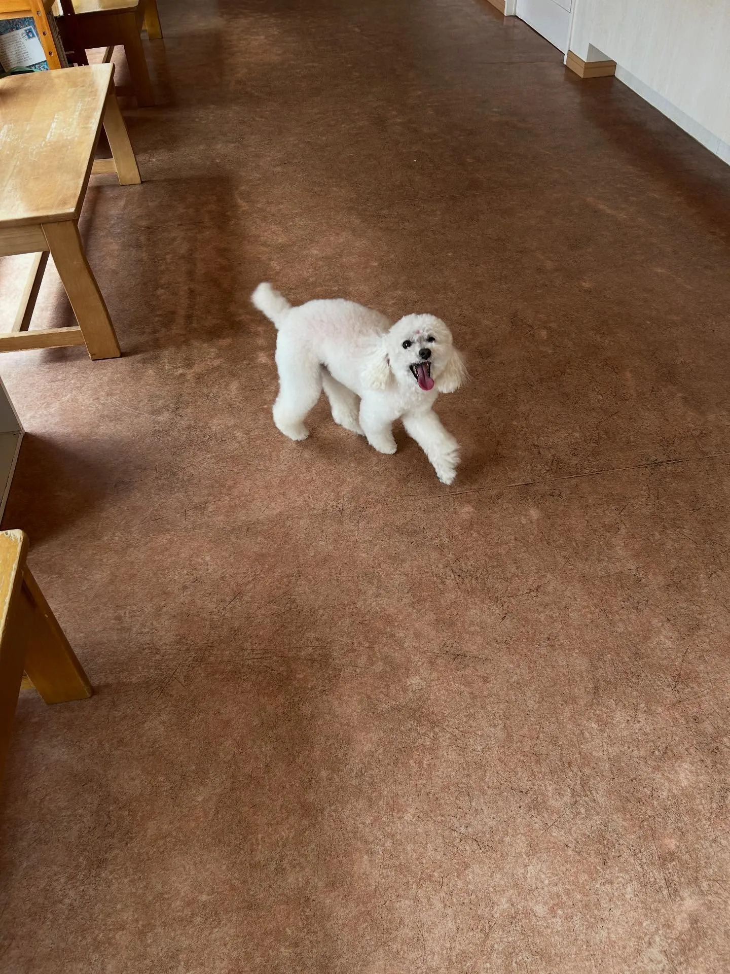 犬のトリミング✂️
