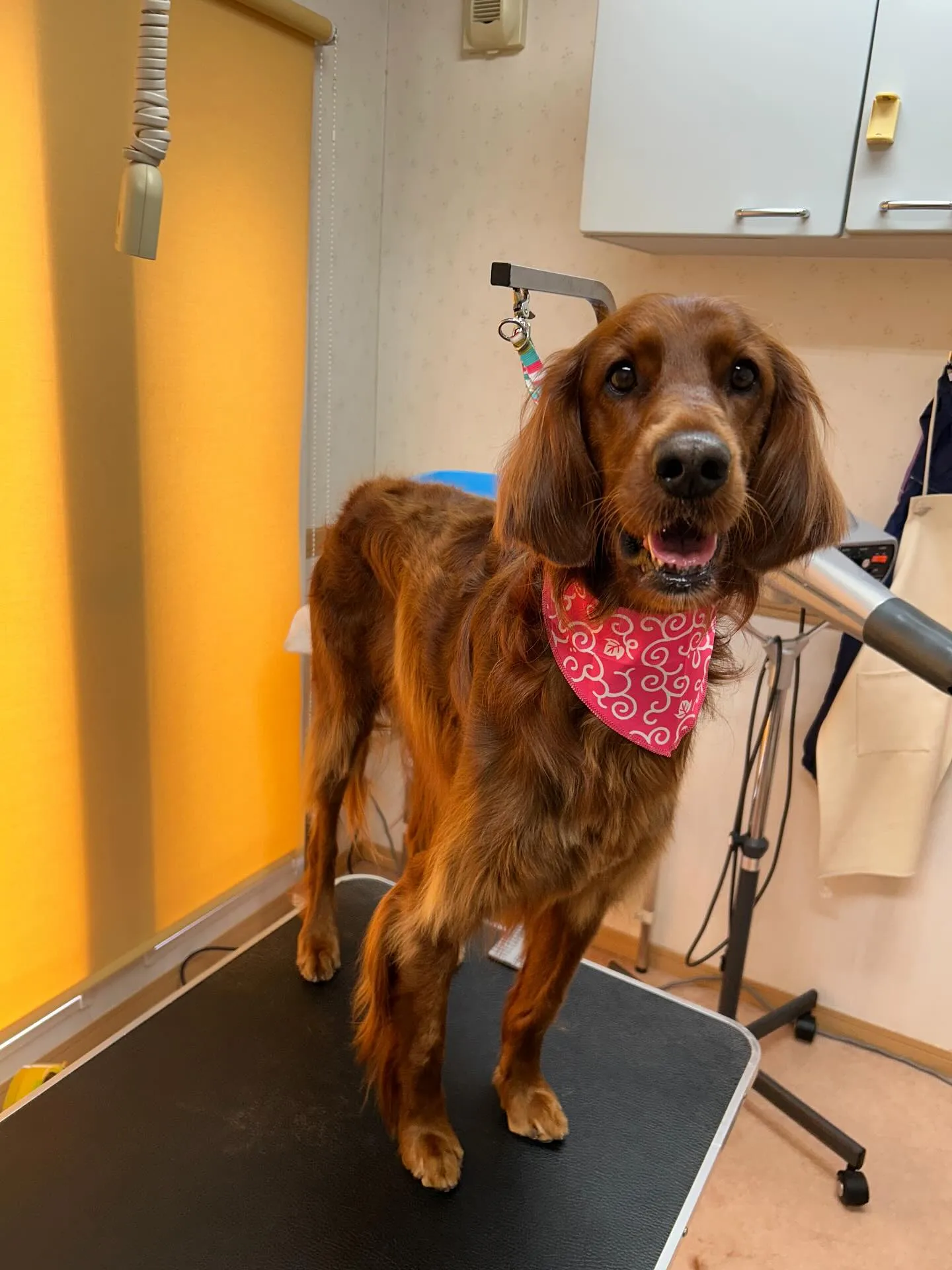 犬のトリミング✂️