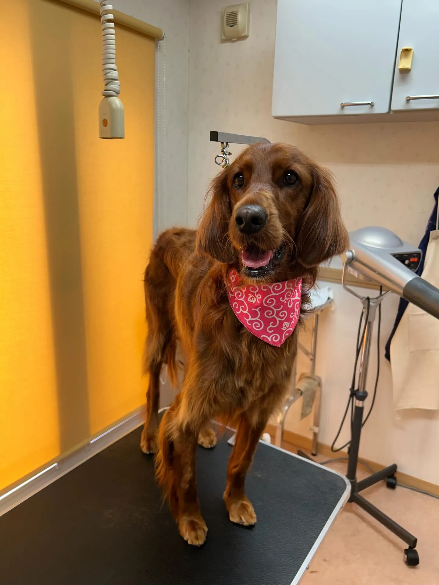 犬のトリミング✂️