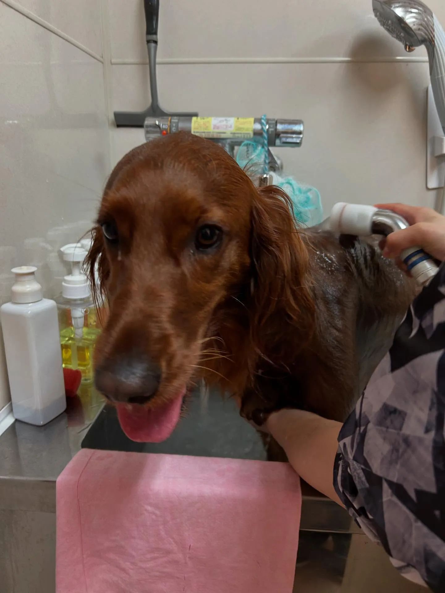 犬のトリミング✂️