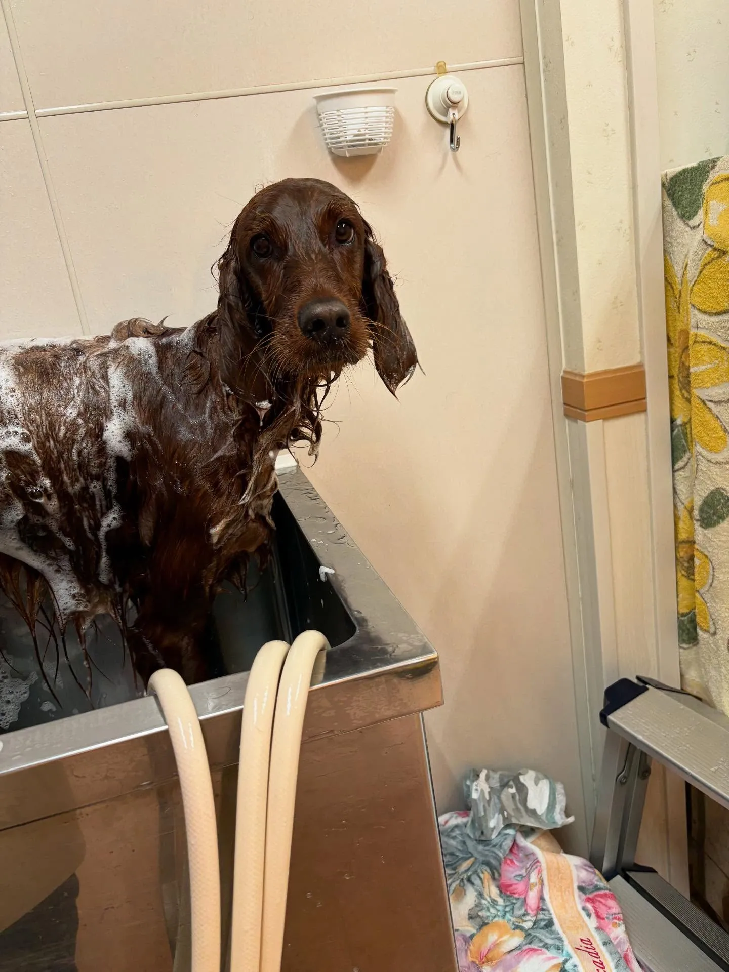 犬のトリミング✂️