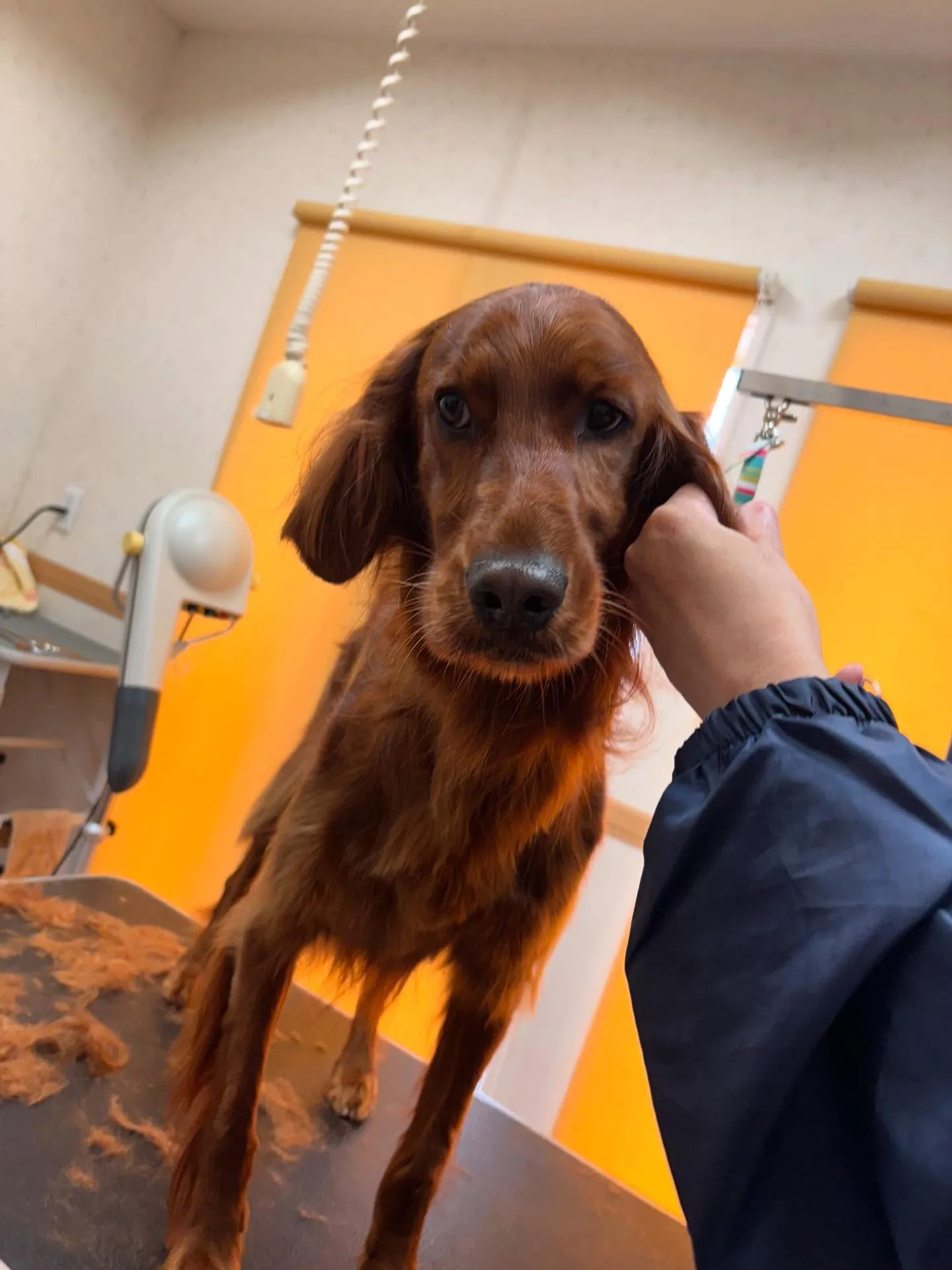 犬のトリミング✂️