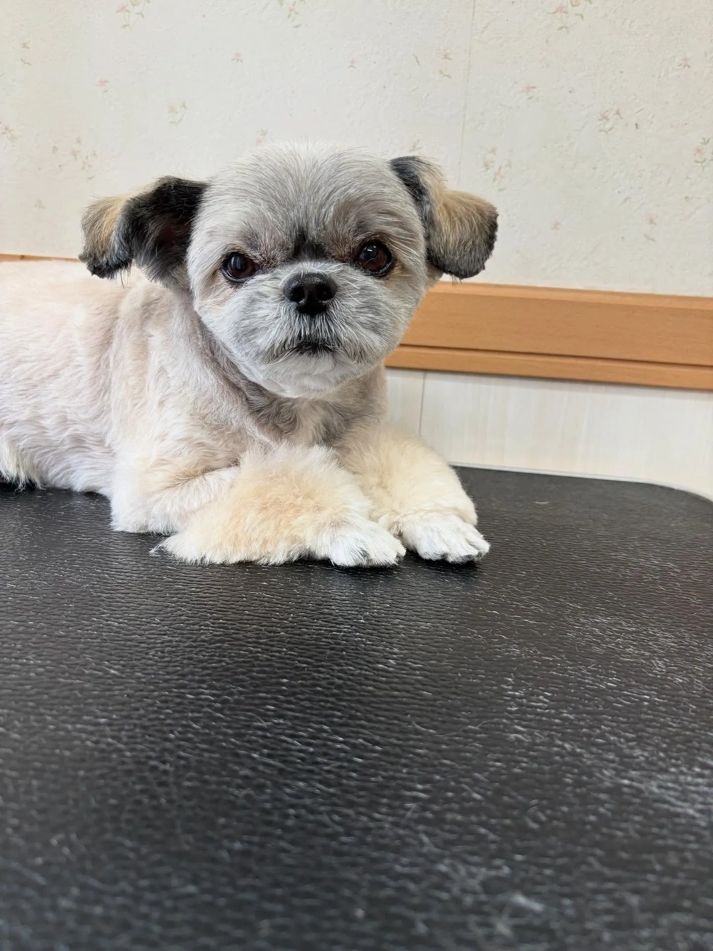 犬のトリミング✂️